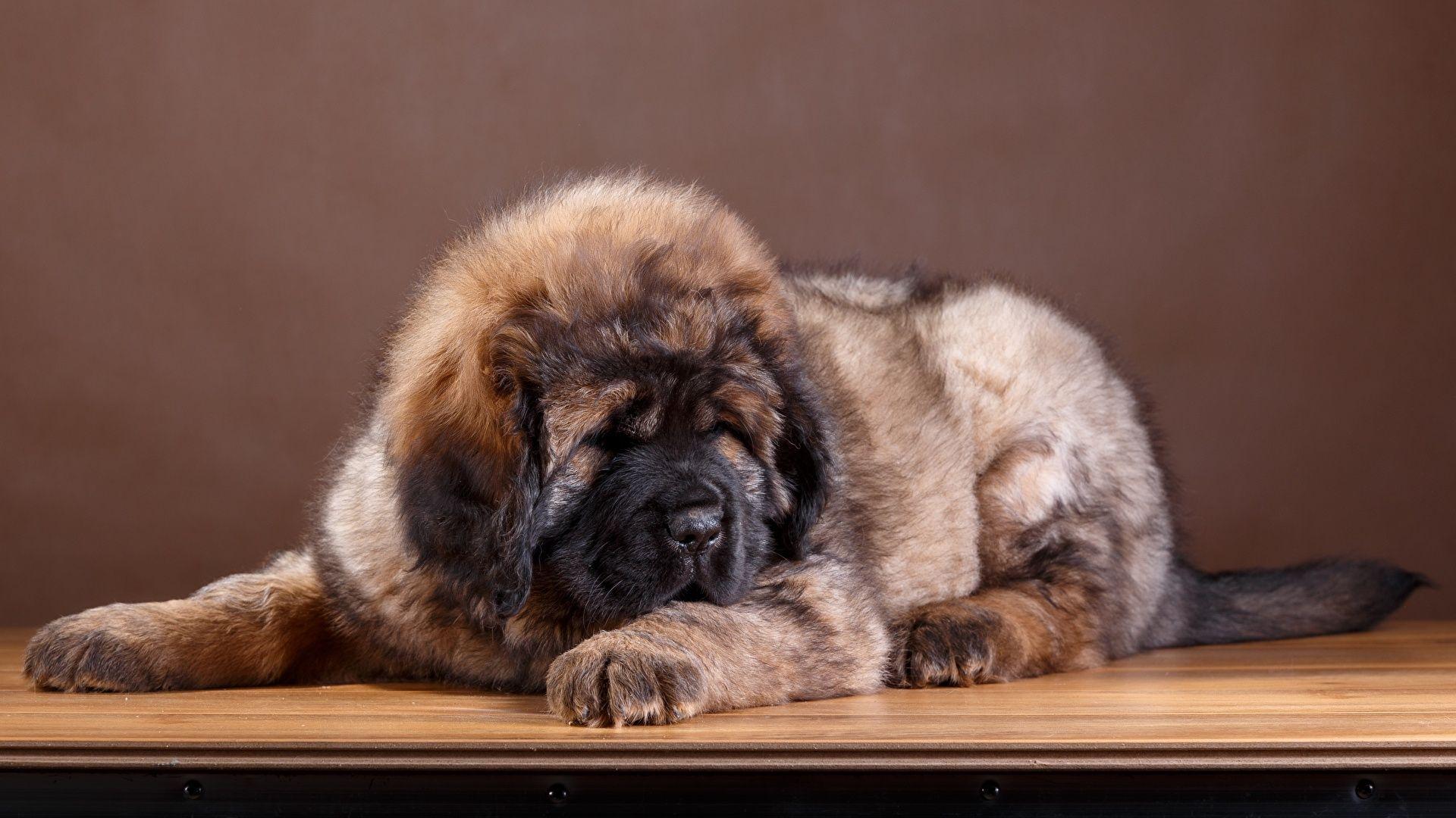 Tibetan Mastiff Wallpapers Wallpaper Cave