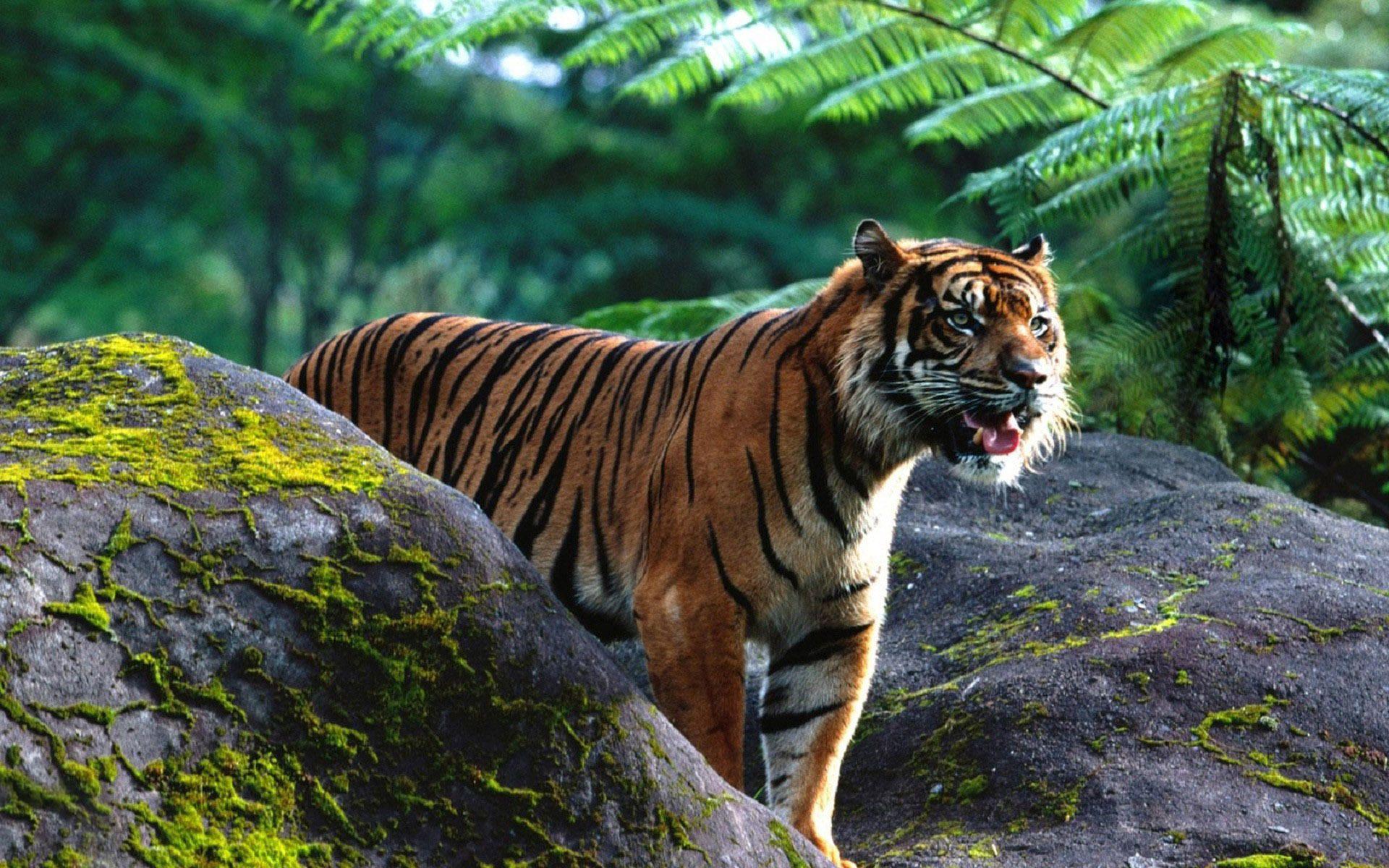 Sumatran Tiger Wallpapers Wallpaper Cave