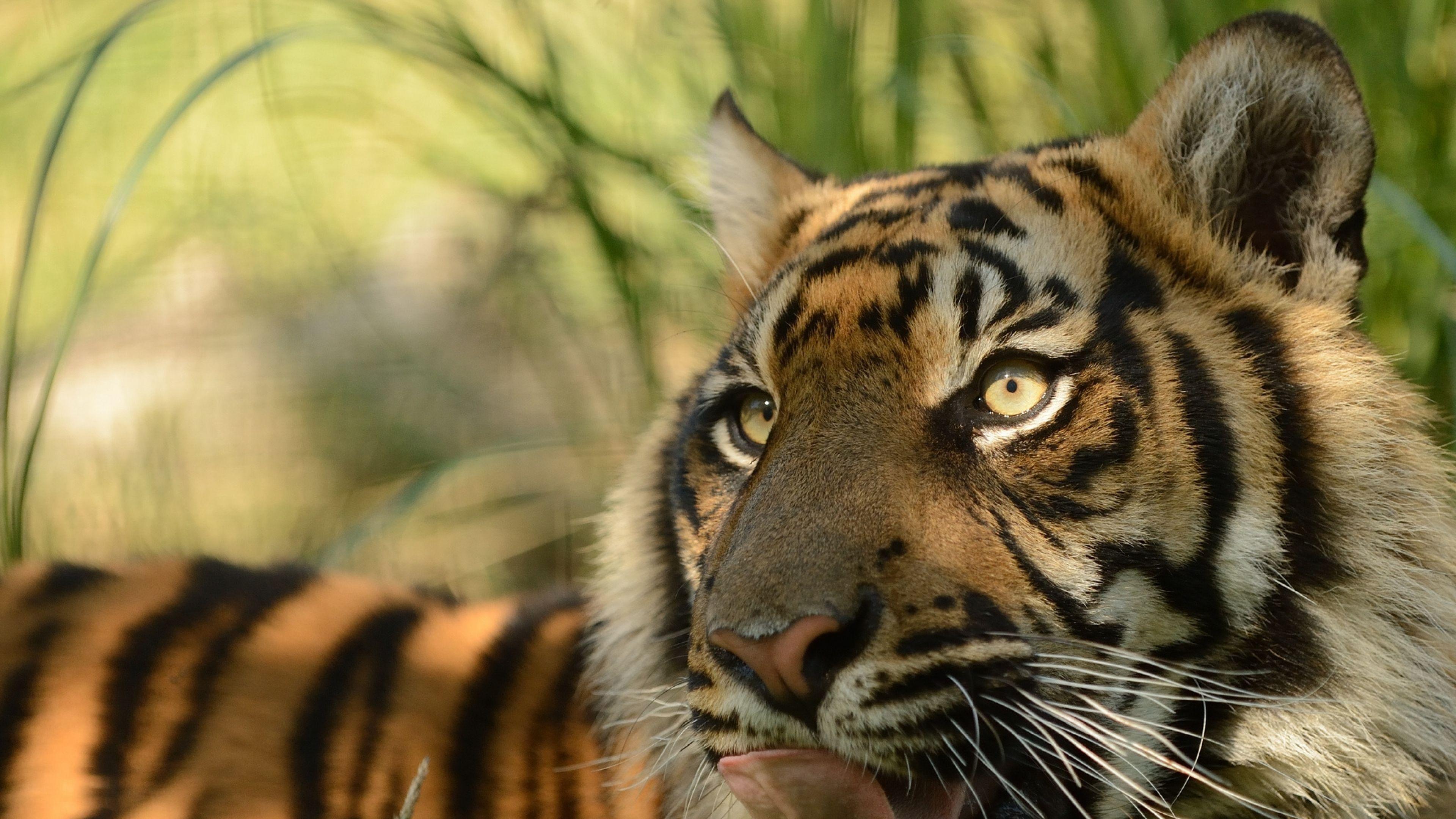 Sumatran Tiger Wallpapers Wallpaper Cave