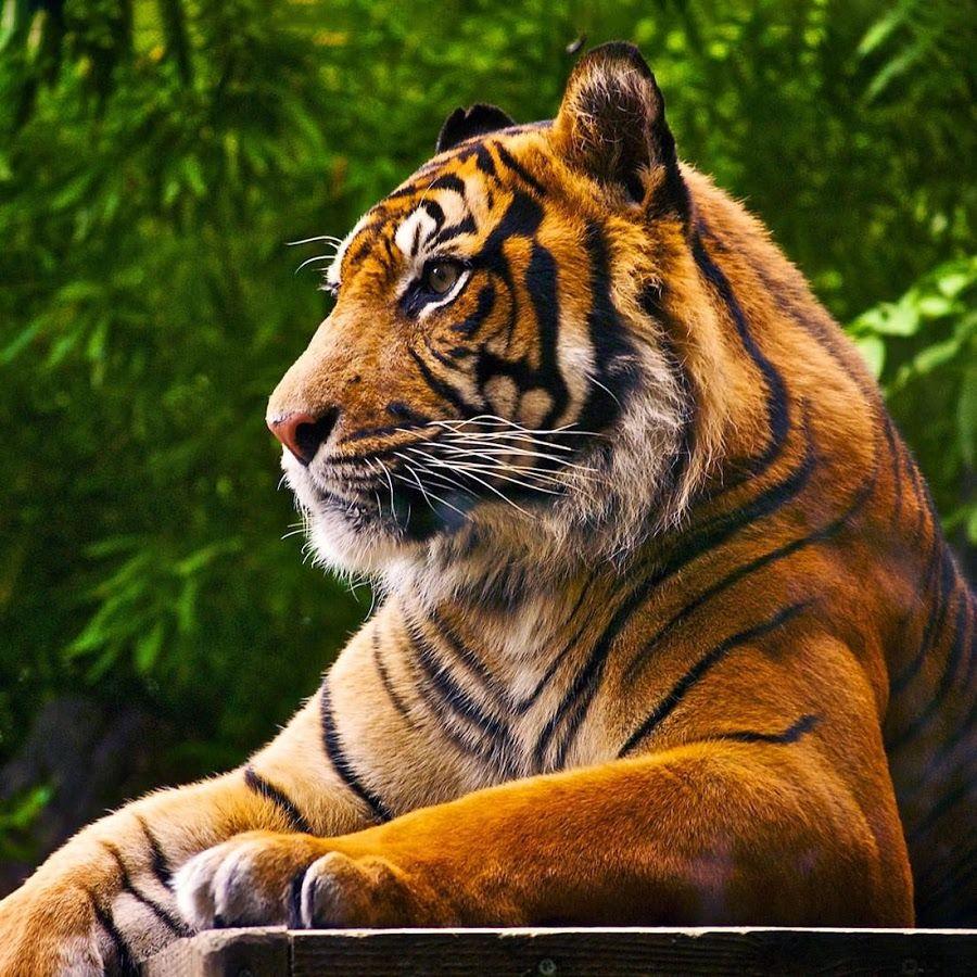 Sumatran Tiger Wallpapers Wallpaper Cave