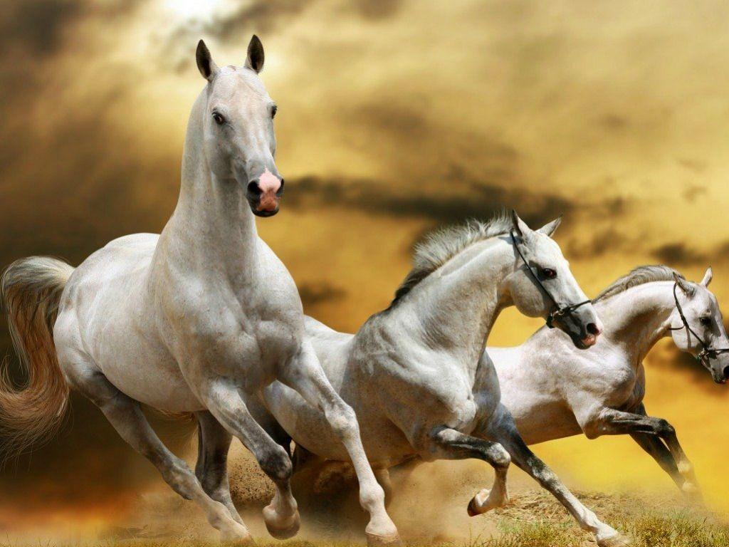 Seven Horses Wallpapers Wallpaper Cave