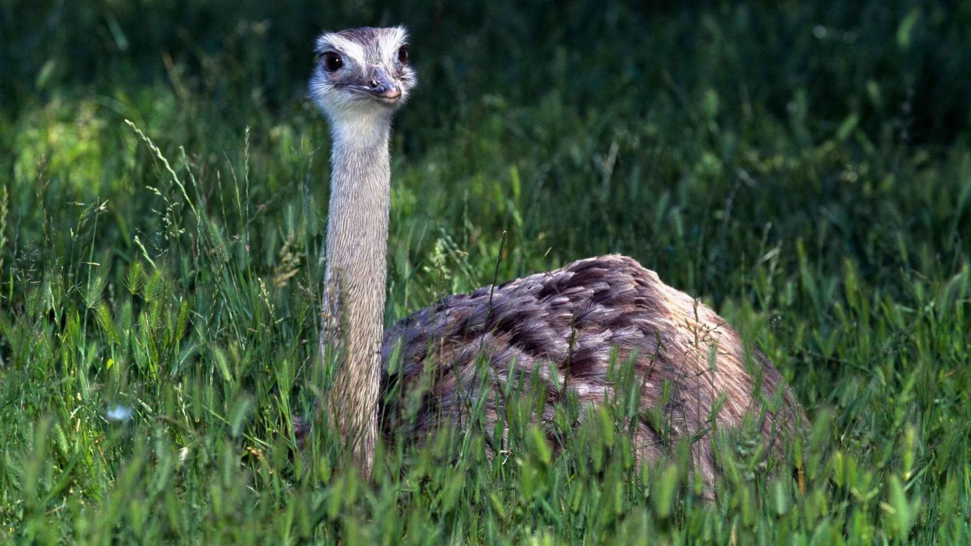 Ostrich Wallpapers Wallpaper Cave