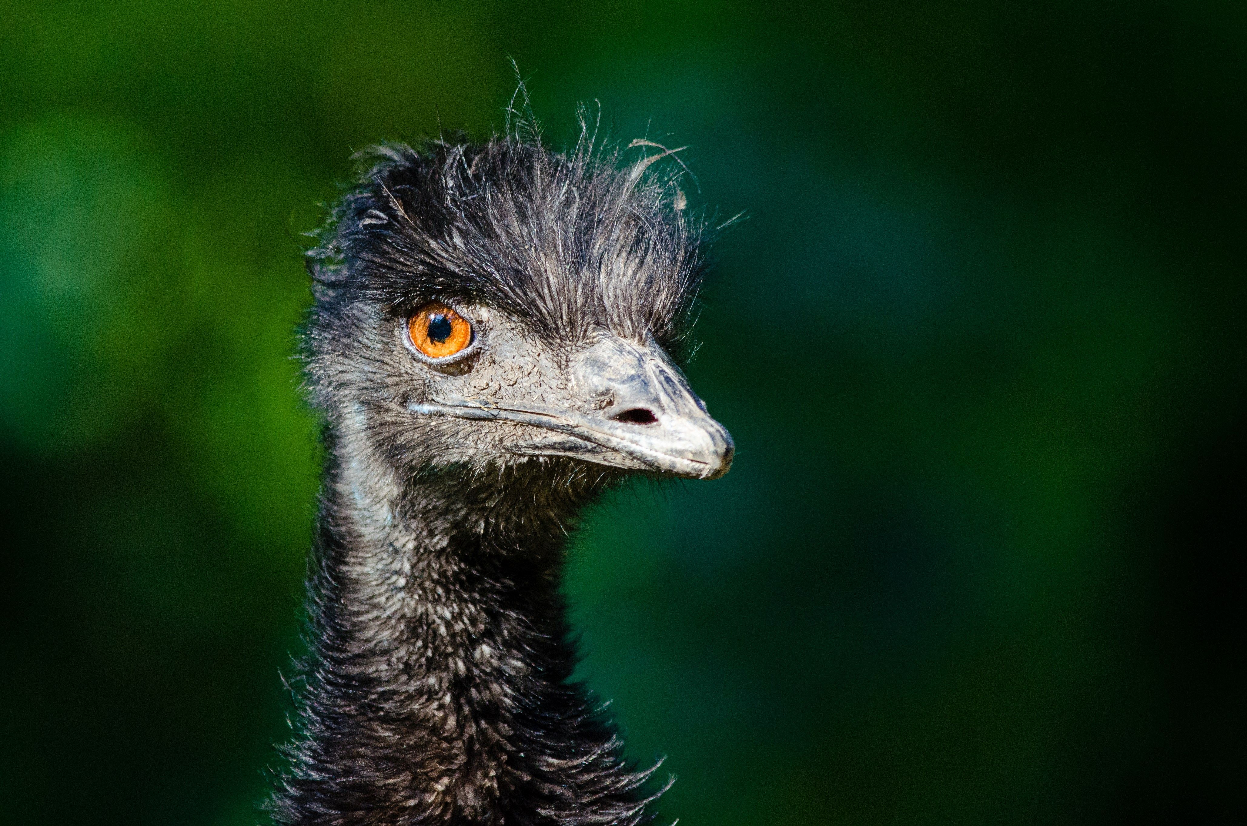 Ostrich Wallpapers Wallpaper Cave