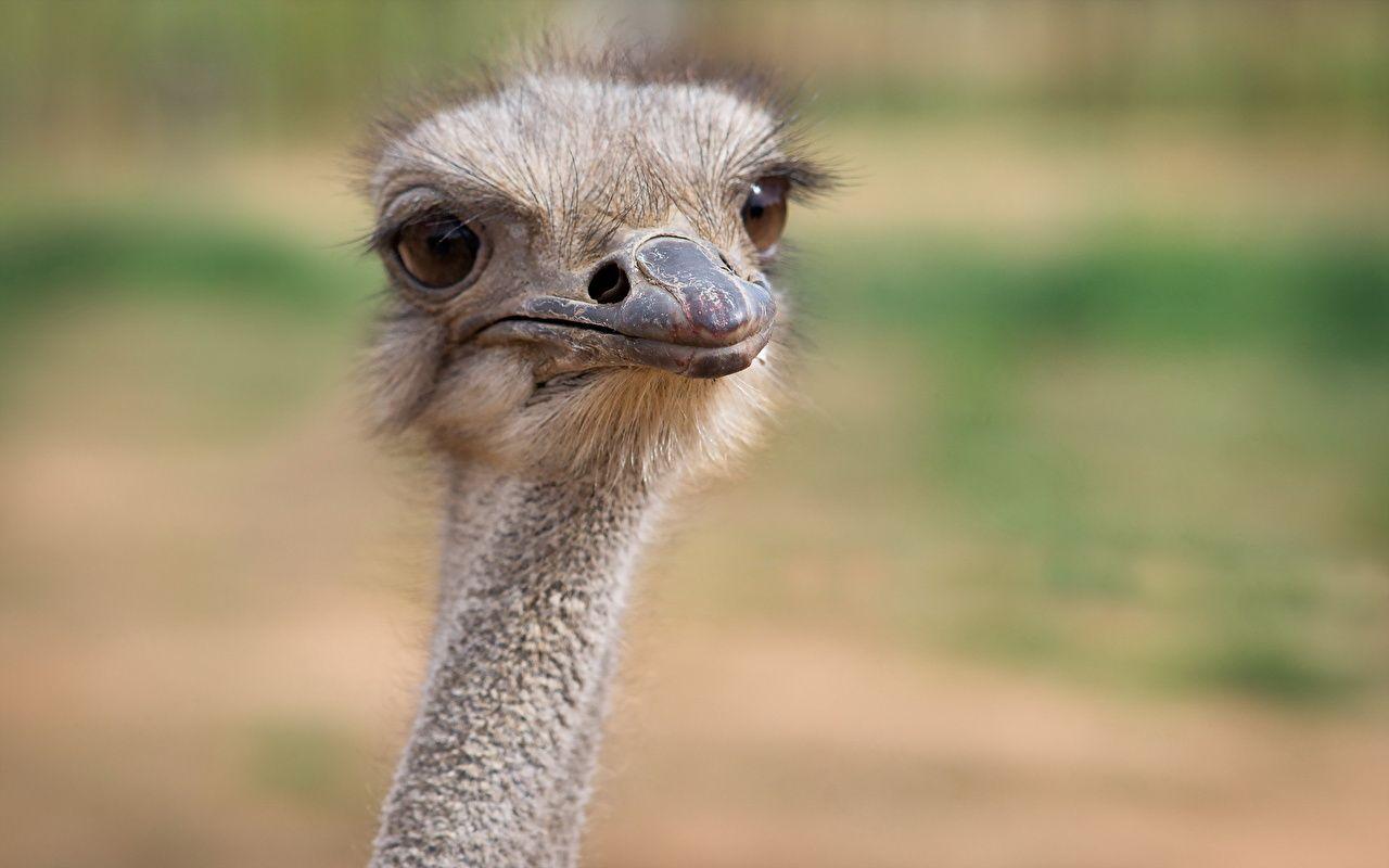 Ostrich Wallpapers Wallpaper Cave