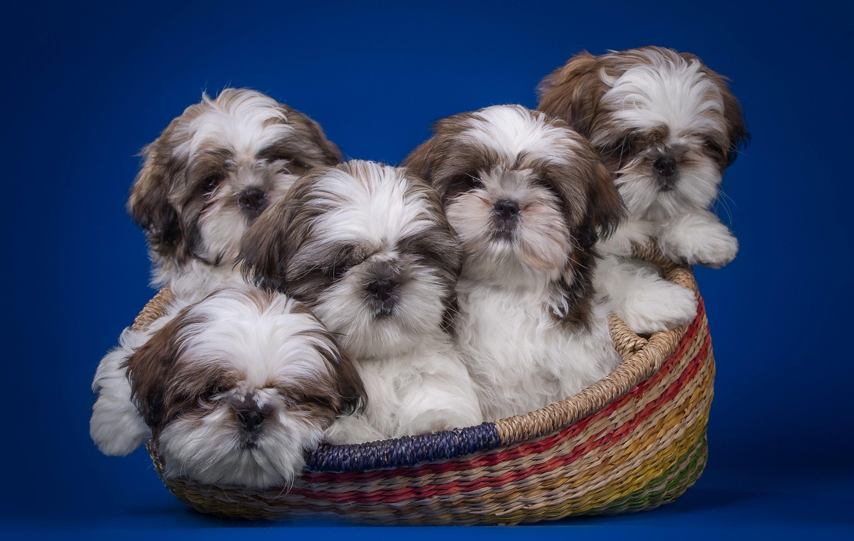 Brown Shih Tzu Wallpapers Wallpaper Cave