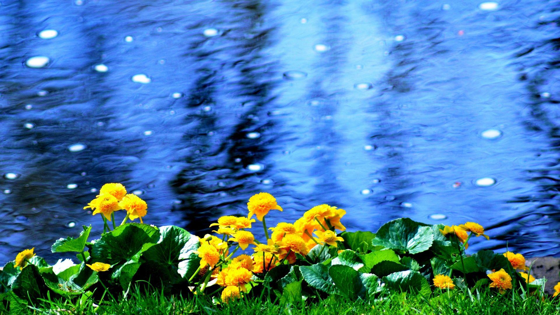 Water And Flowers Wallpapers Wallpaper Cave