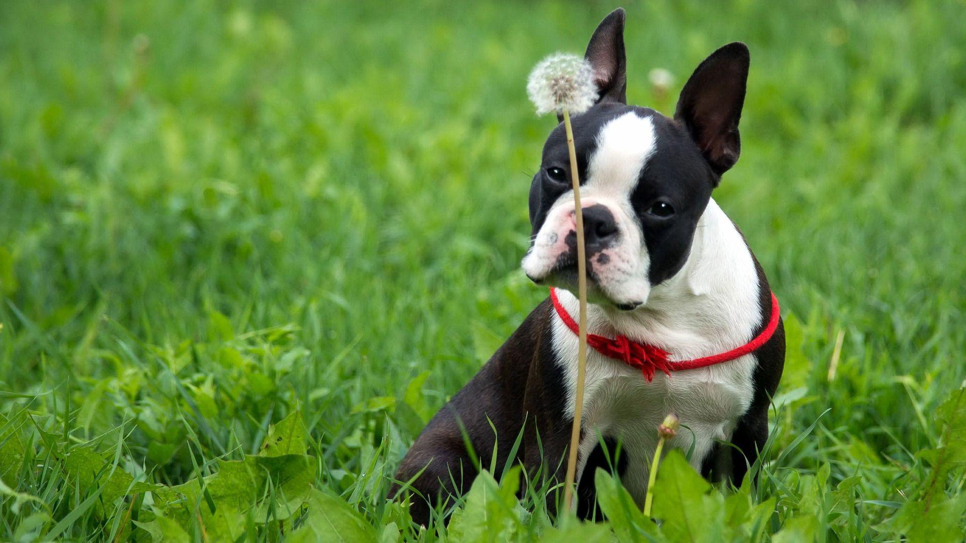 Boston Terriers Wallpapers Wallpaper Cave