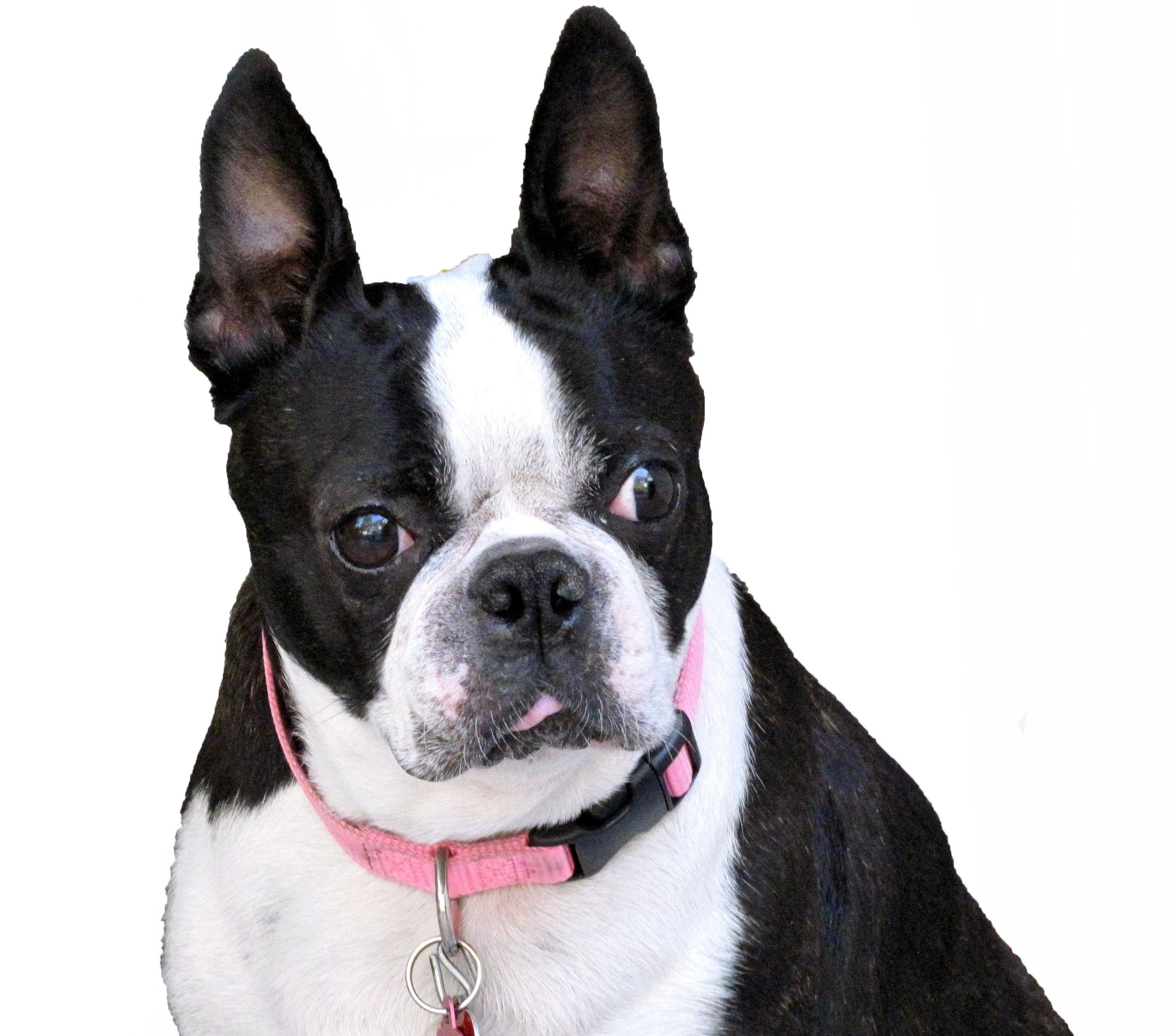 Boston Terrier Dogs Wallpapers Wallpaper Cave