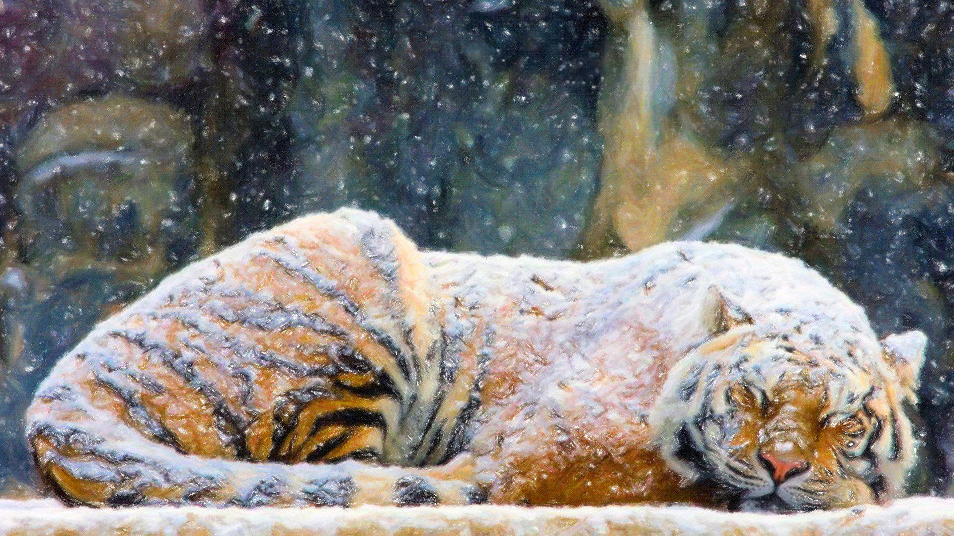 Snow Tiger Wallpapers Wallpaper Cave