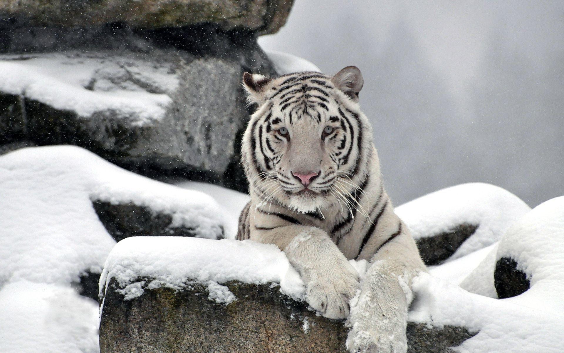 Snow Tiger Wallpapers Wallpaper Cave