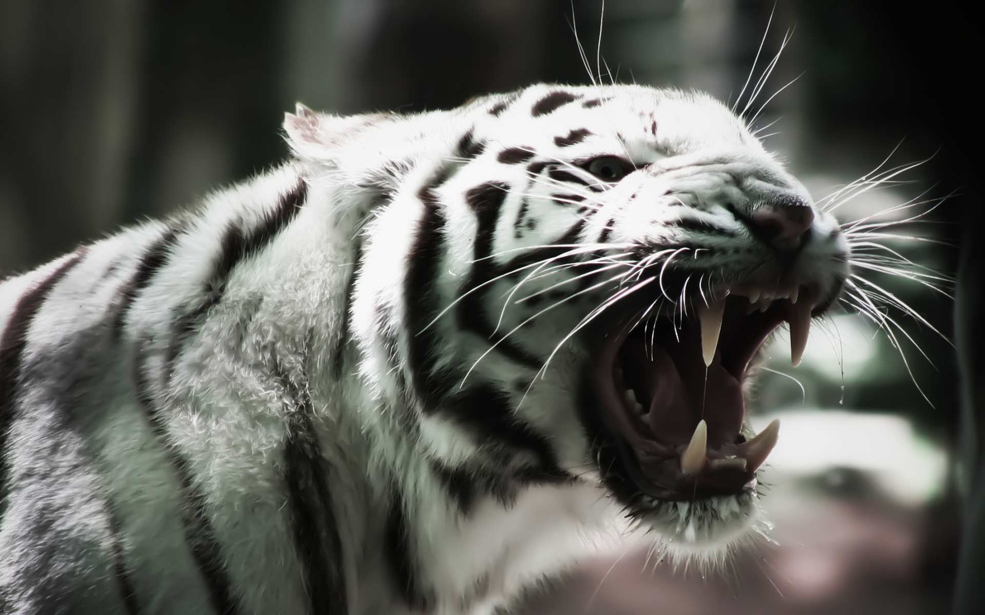 Angry Tiger Wallpapers Wallpaper Cave