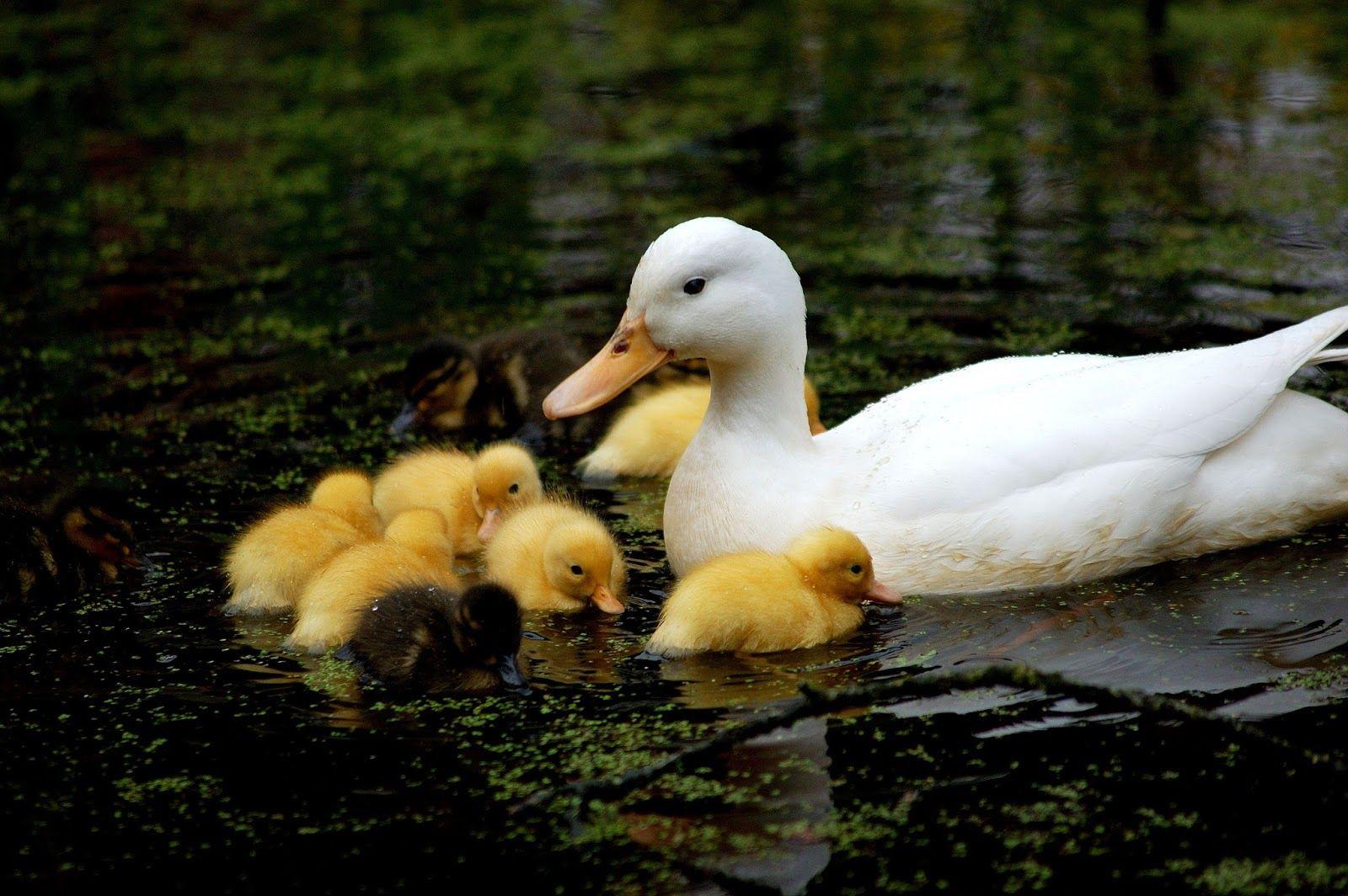 Baby Ducklings Wallpapers Wallpaper Cave