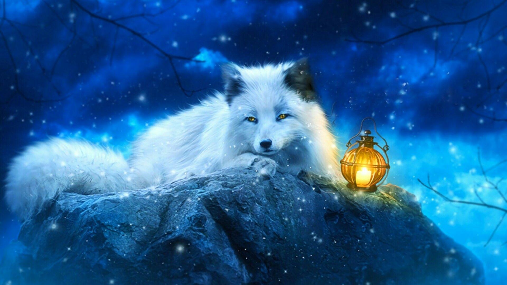 White Fox Wallpapers Wallpaper Cave