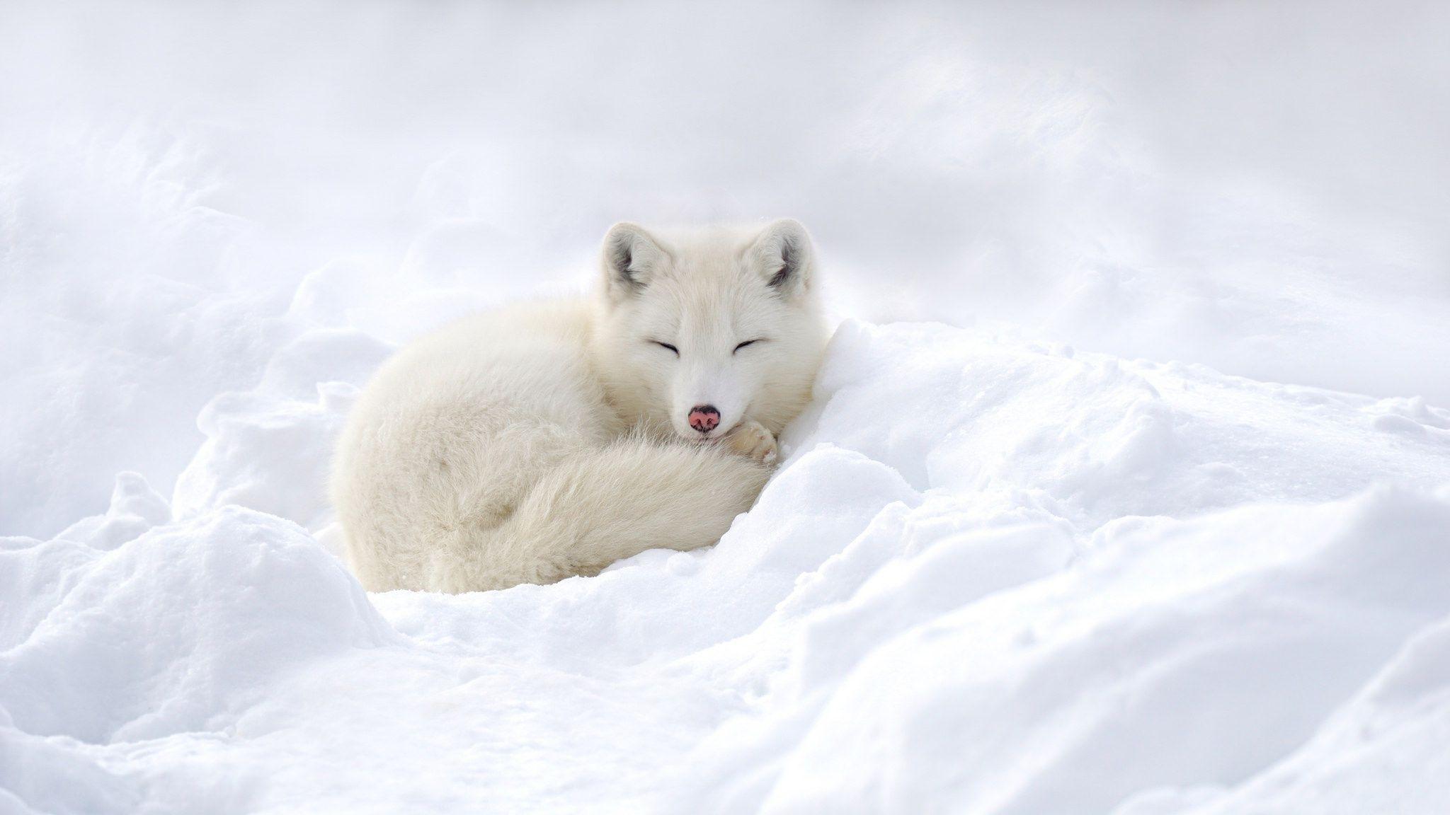 White Fox Wallpapers Wallpaper Cave