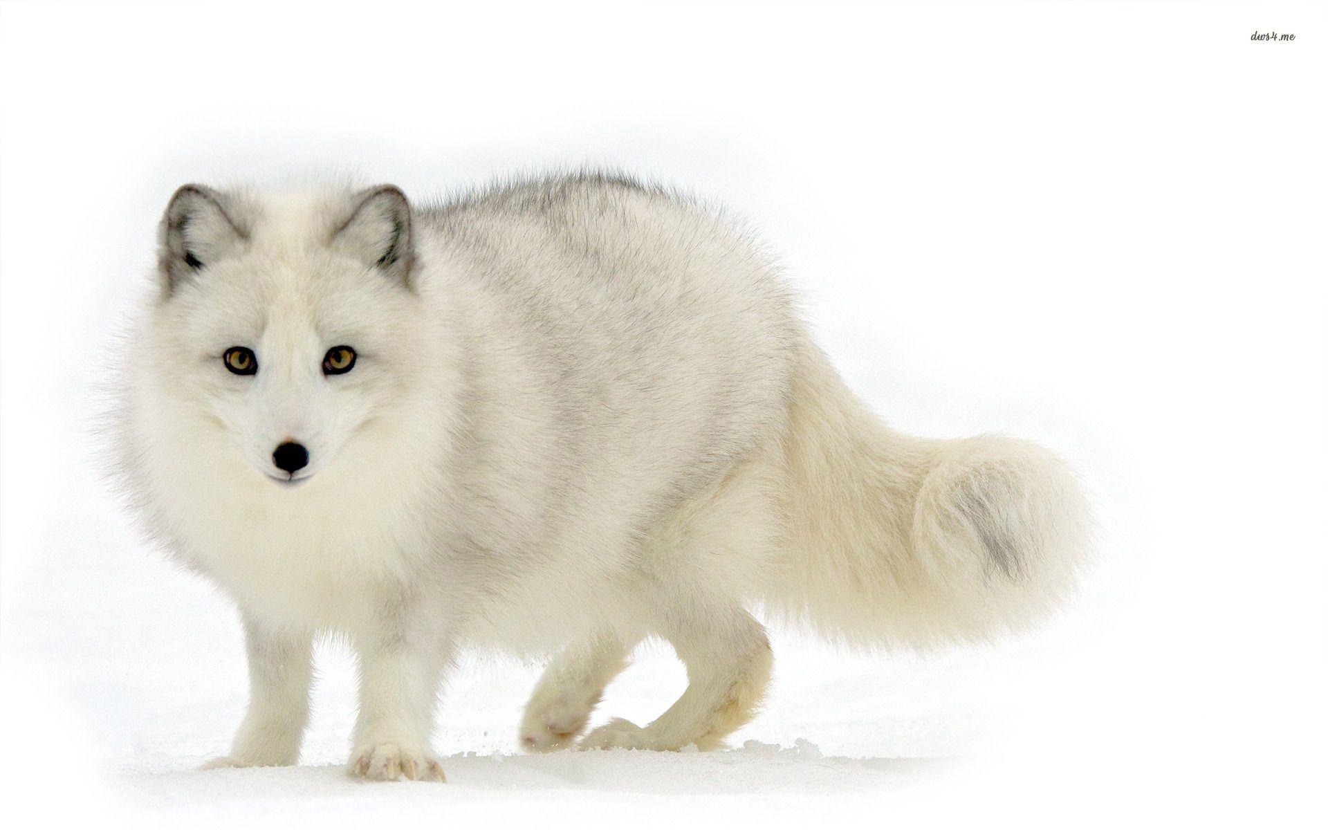 White Fox Wallpapers Wallpaper Cave