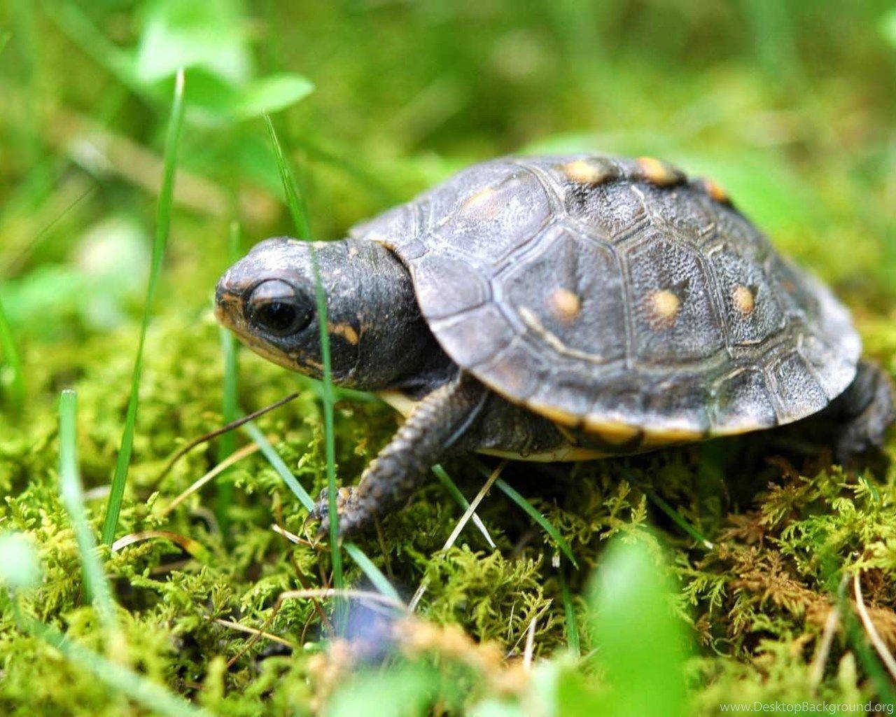 Baby Turtle Wallpapers Wallpaper Cave