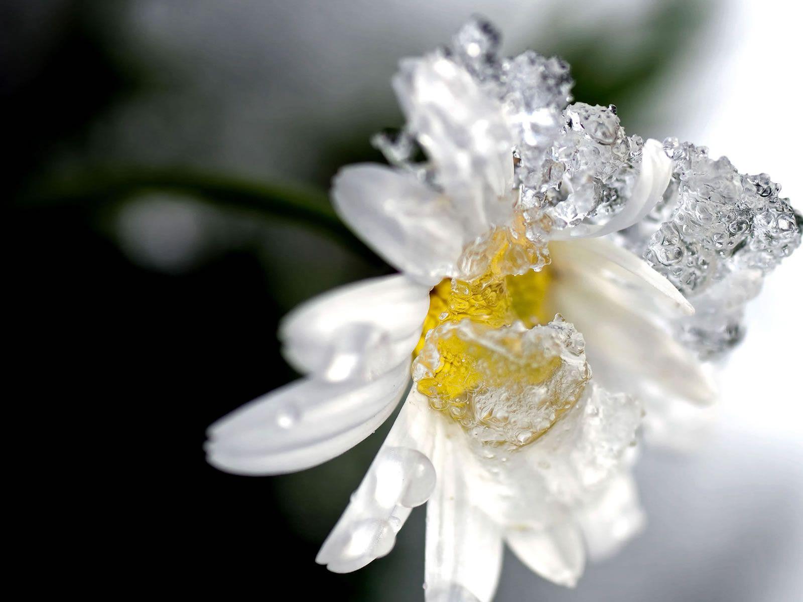 Winter Flower Wallpapers Wallpaper Cave