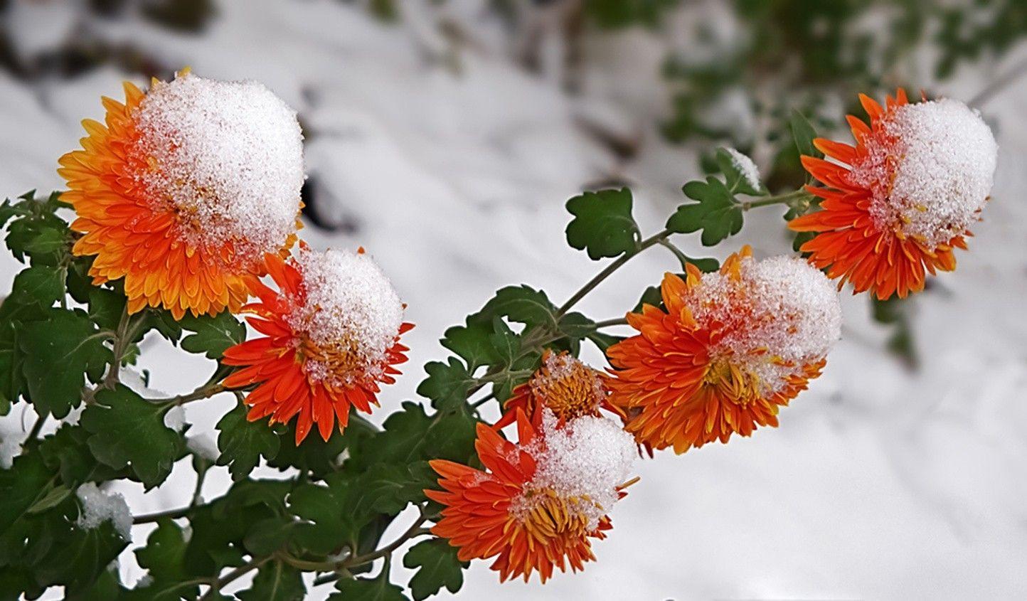 Winter Flower Wallpapers Wallpaper Cave