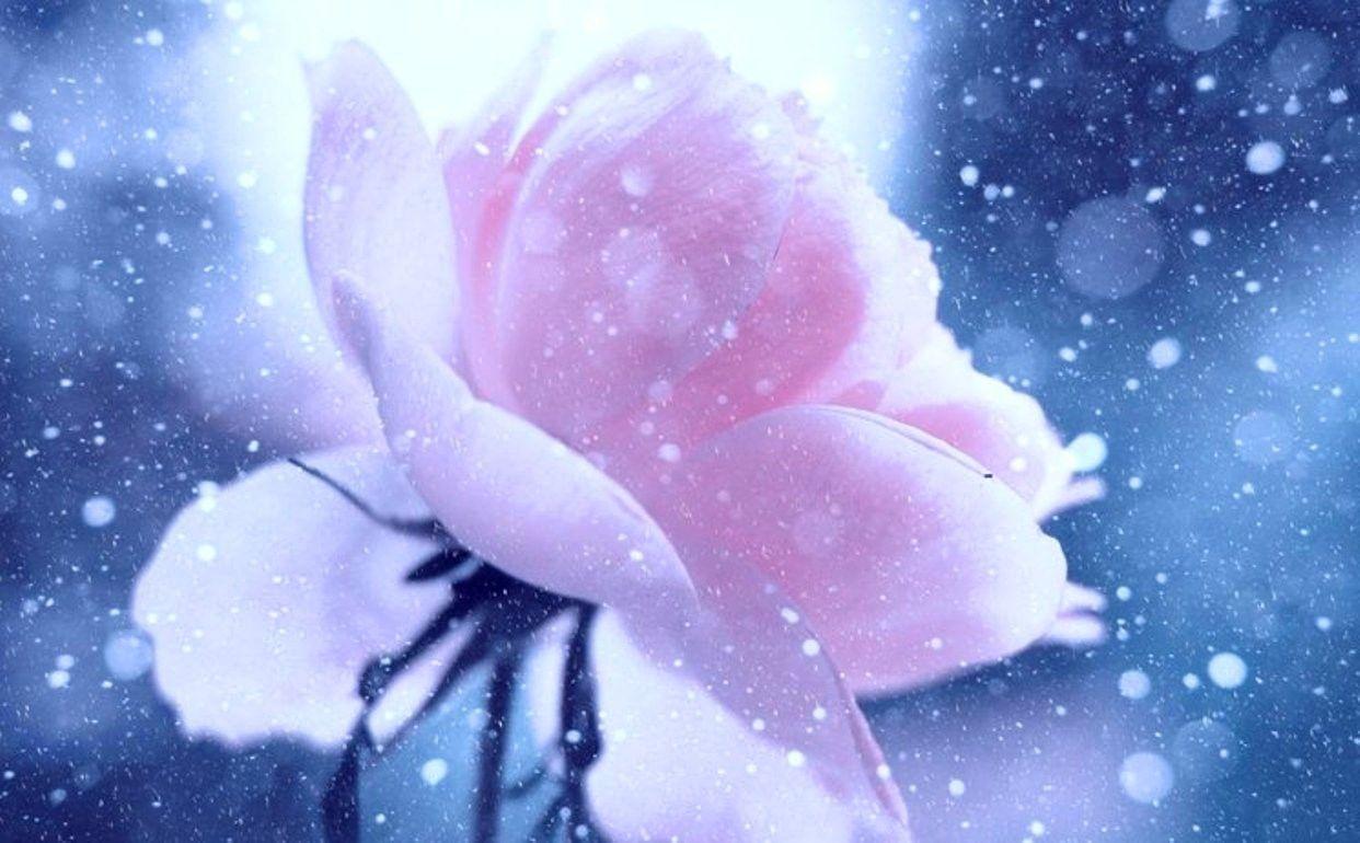 Winter Flower Wallpapers Wallpaper Cave