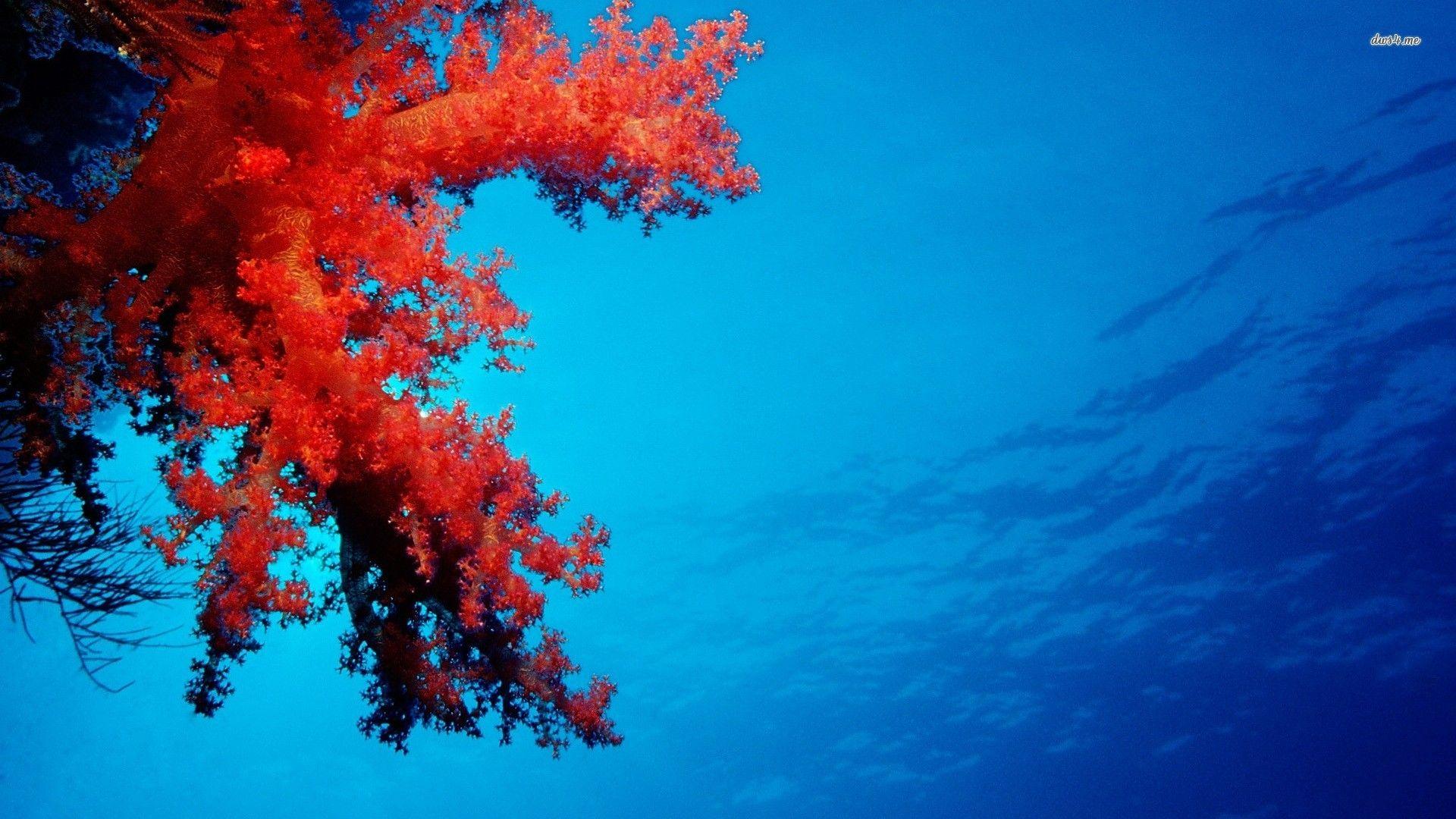 Corals Wallpapers Wallpaper Cave