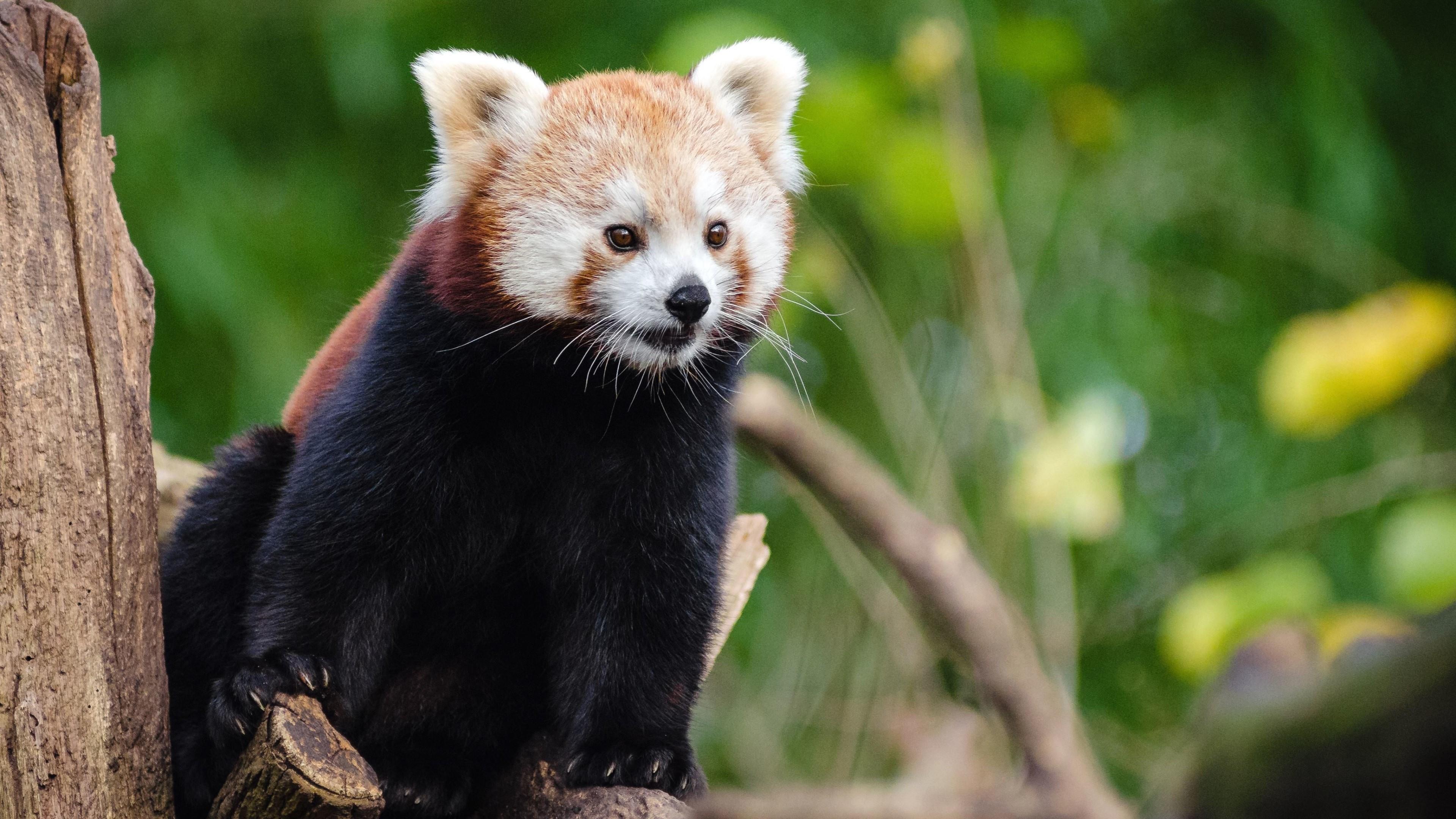 Panda Bears Wallpapers Wallpaper Cave