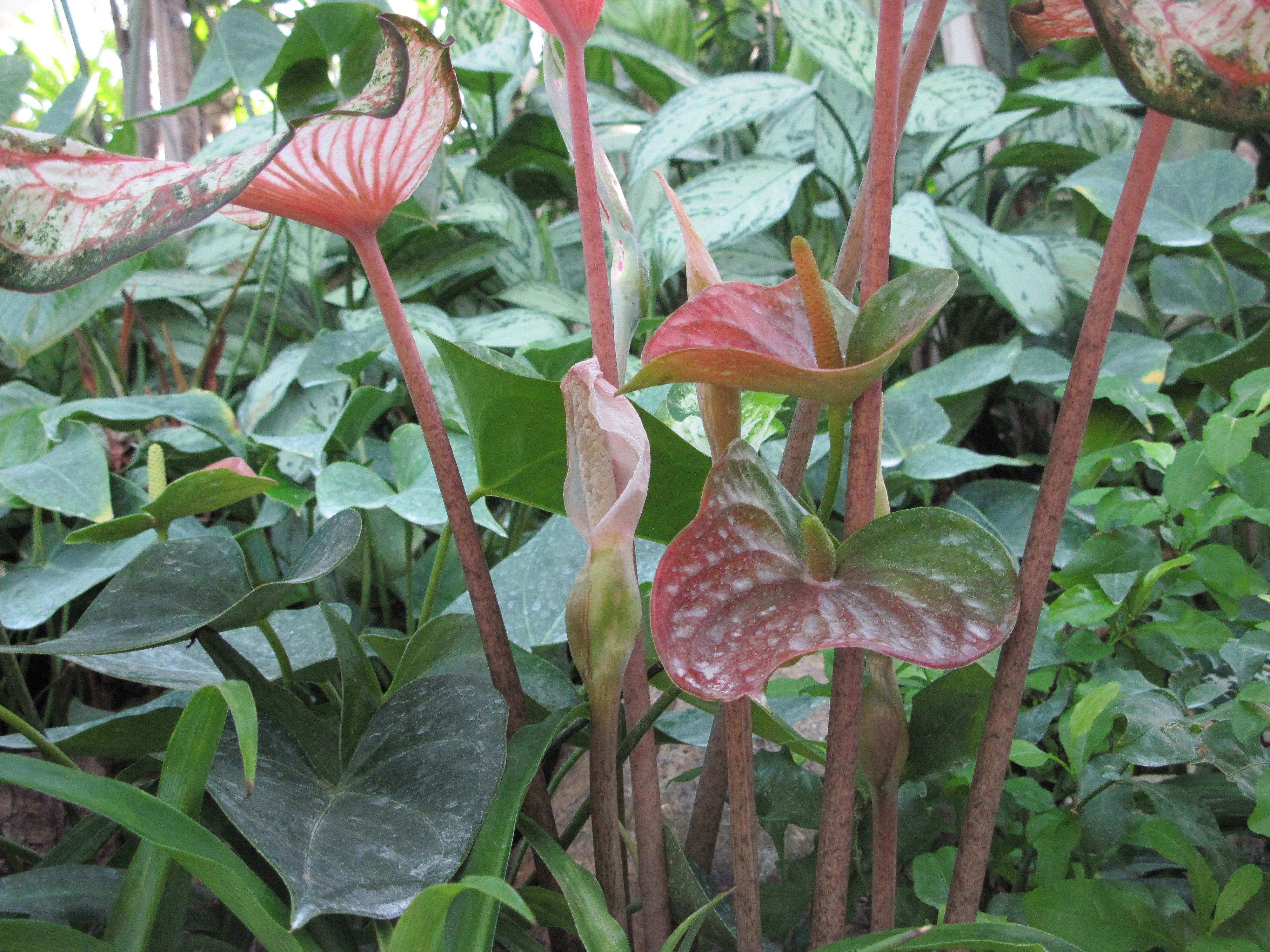 Botanical Wallpapers Wallpaper Cave