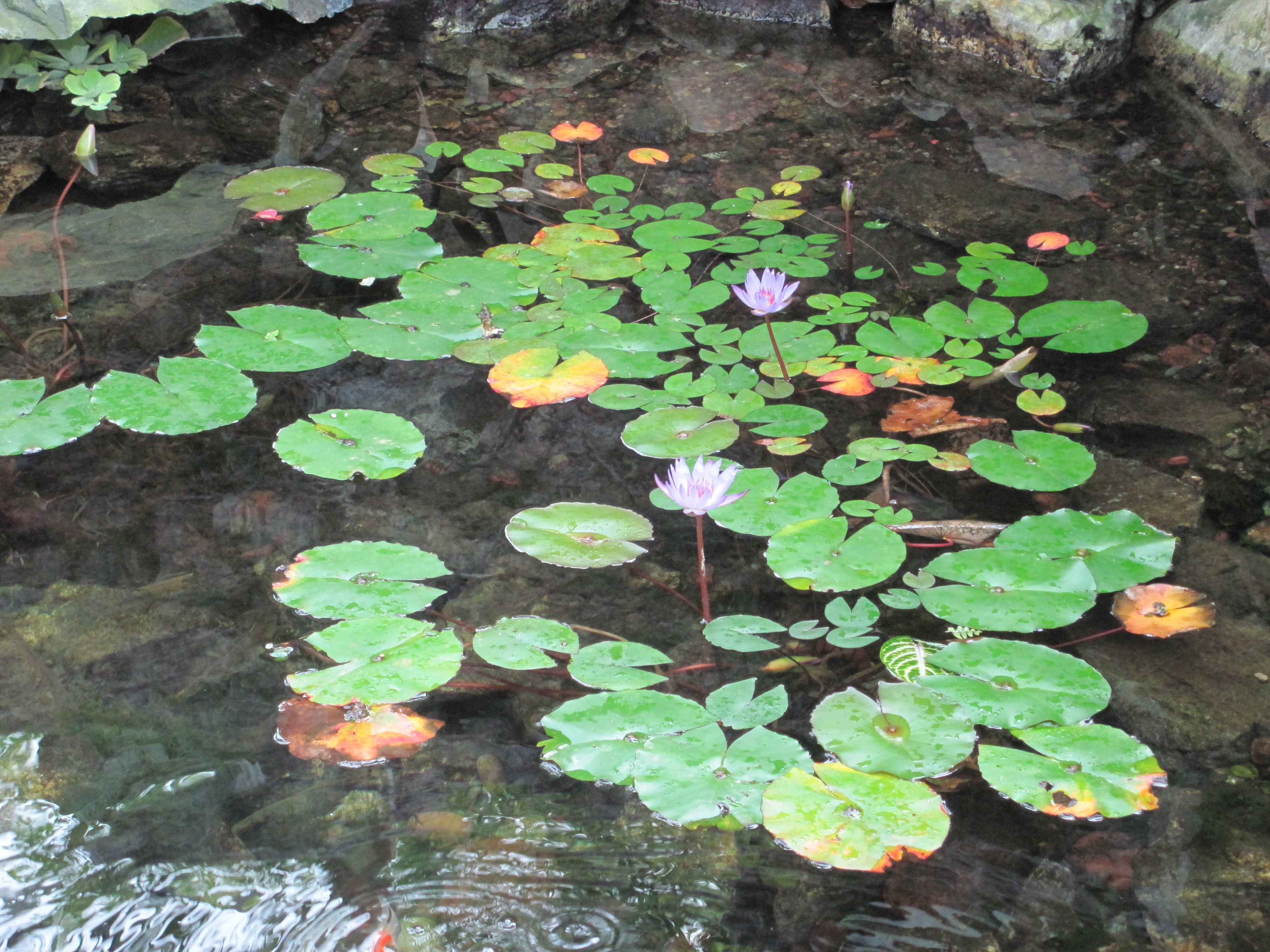 Botanical Wallpapers Wallpaper Cave