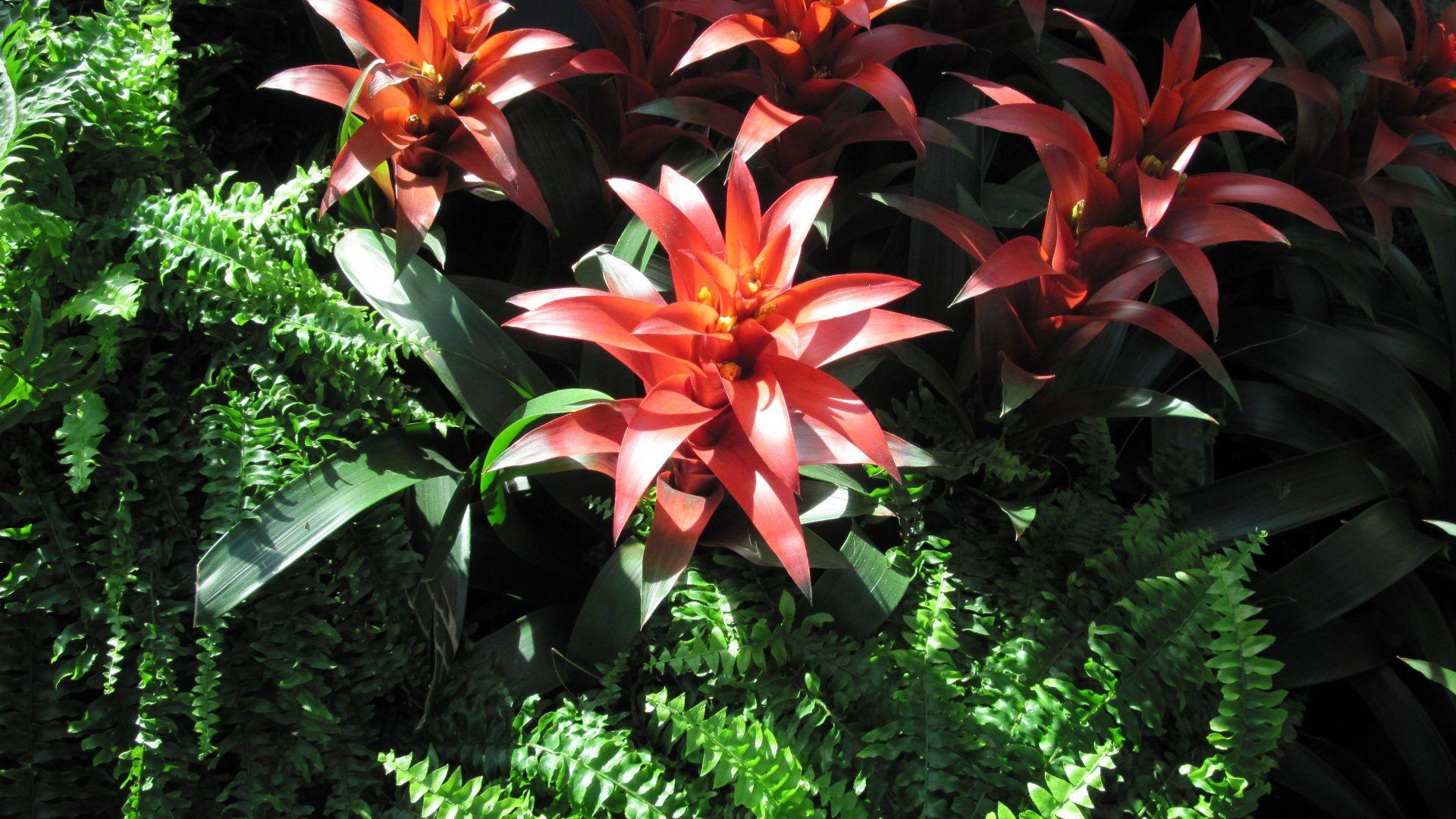 Botanical Wallpapers Wallpaper Cave