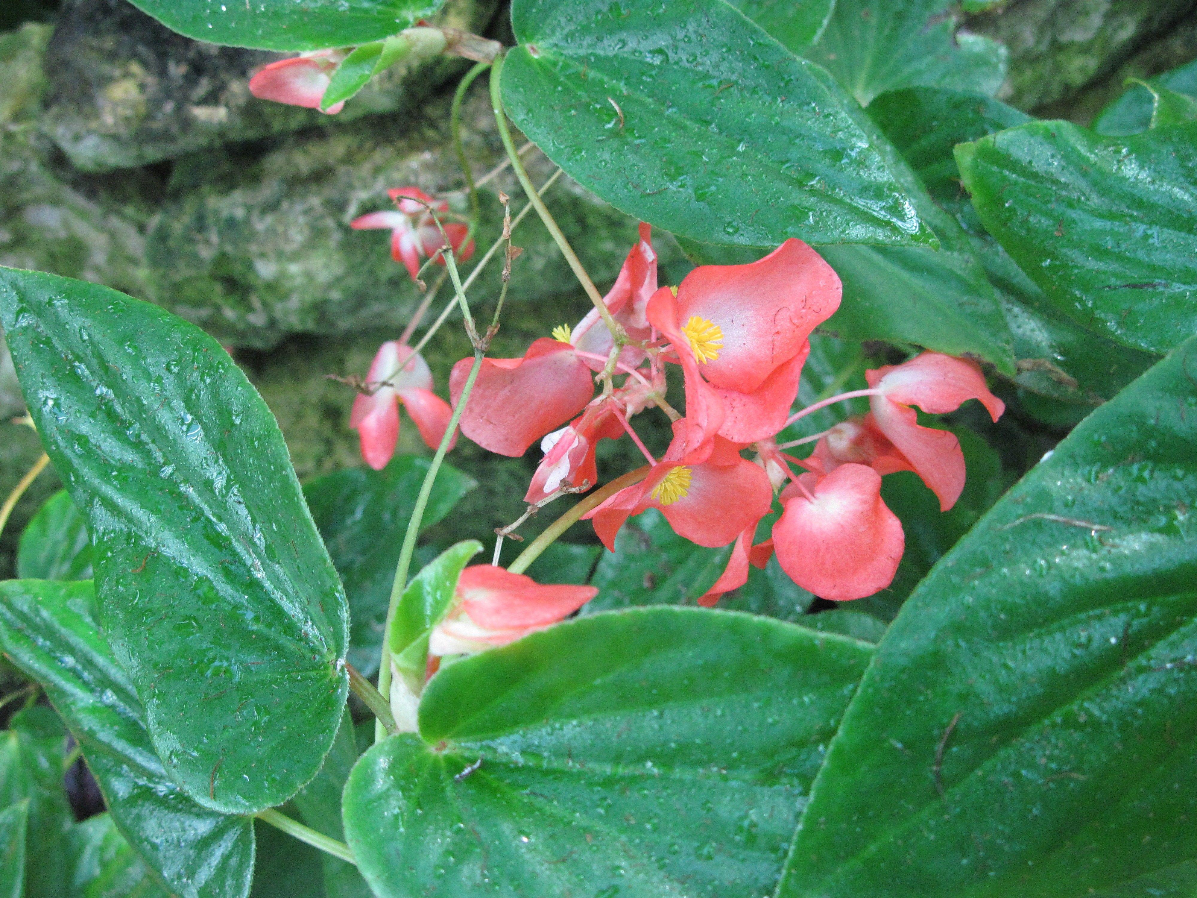 Botanical Wallpapers Wallpaper Cave