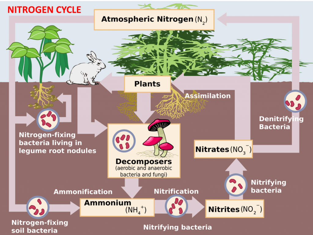 Nitrogen Cycle Wallpapers Wallpaper Cave
