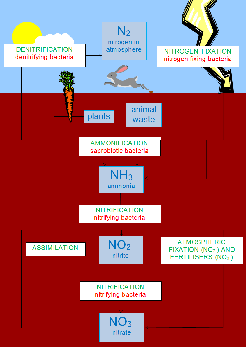 Nitrogen Cycle Process Steps With Diagrams Explained