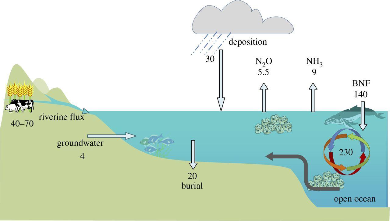 Nitrogen Cycle Wallpapers Wallpaper Cave