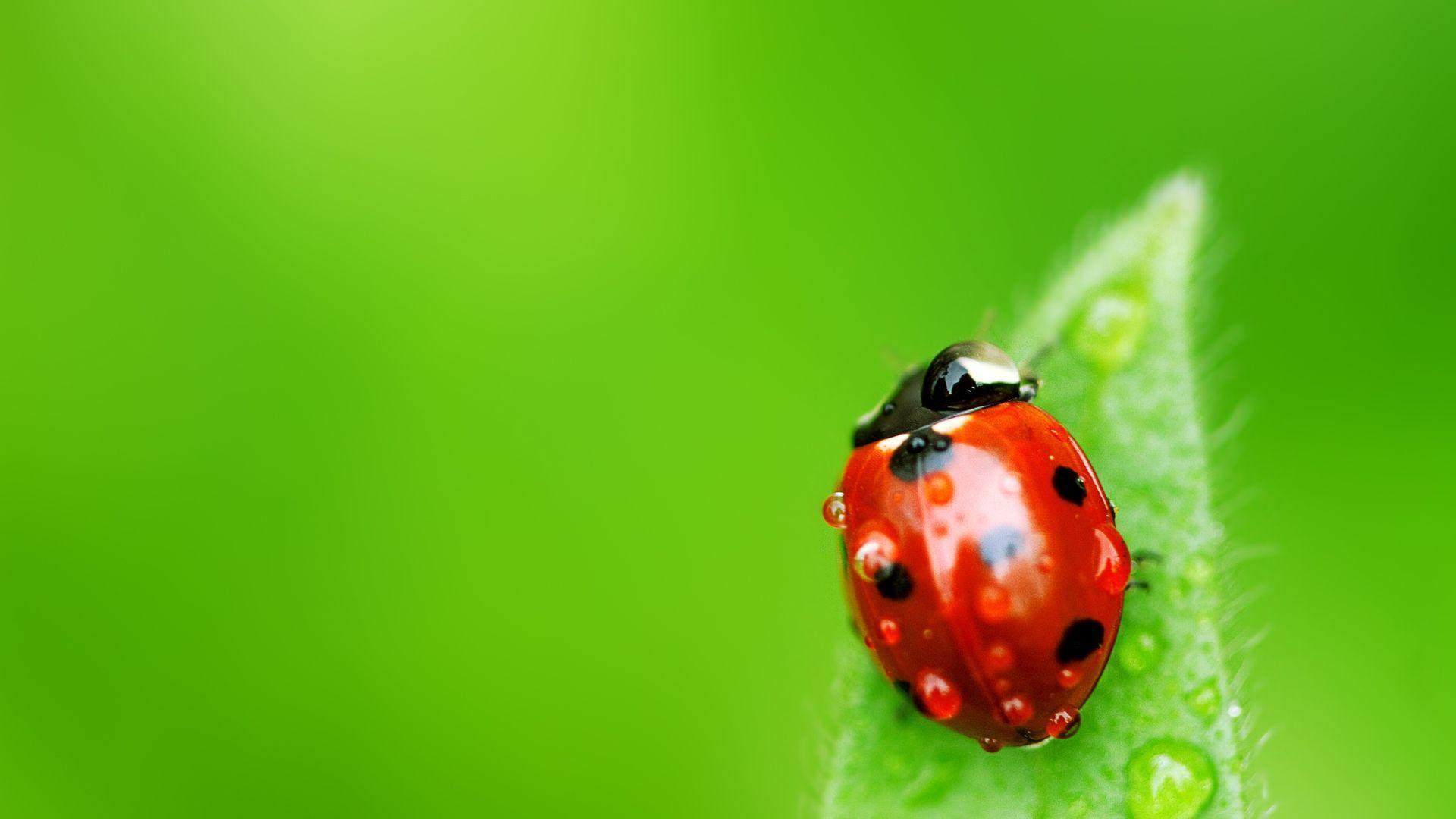 Ladybird Wallpapers Wallpaper Cave