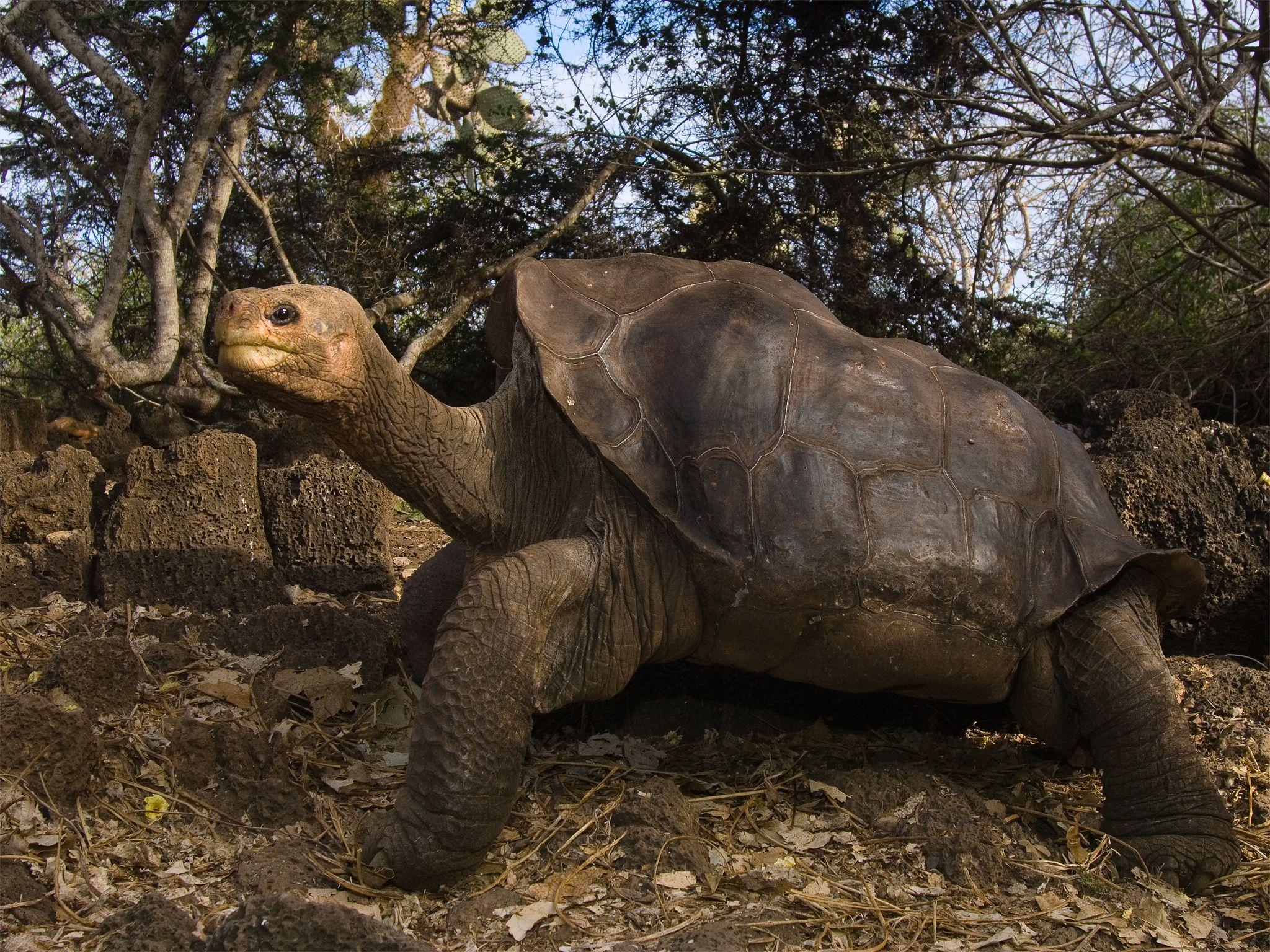 Galapagos Islands Tortoises Wallpapers Wallpaper Cave