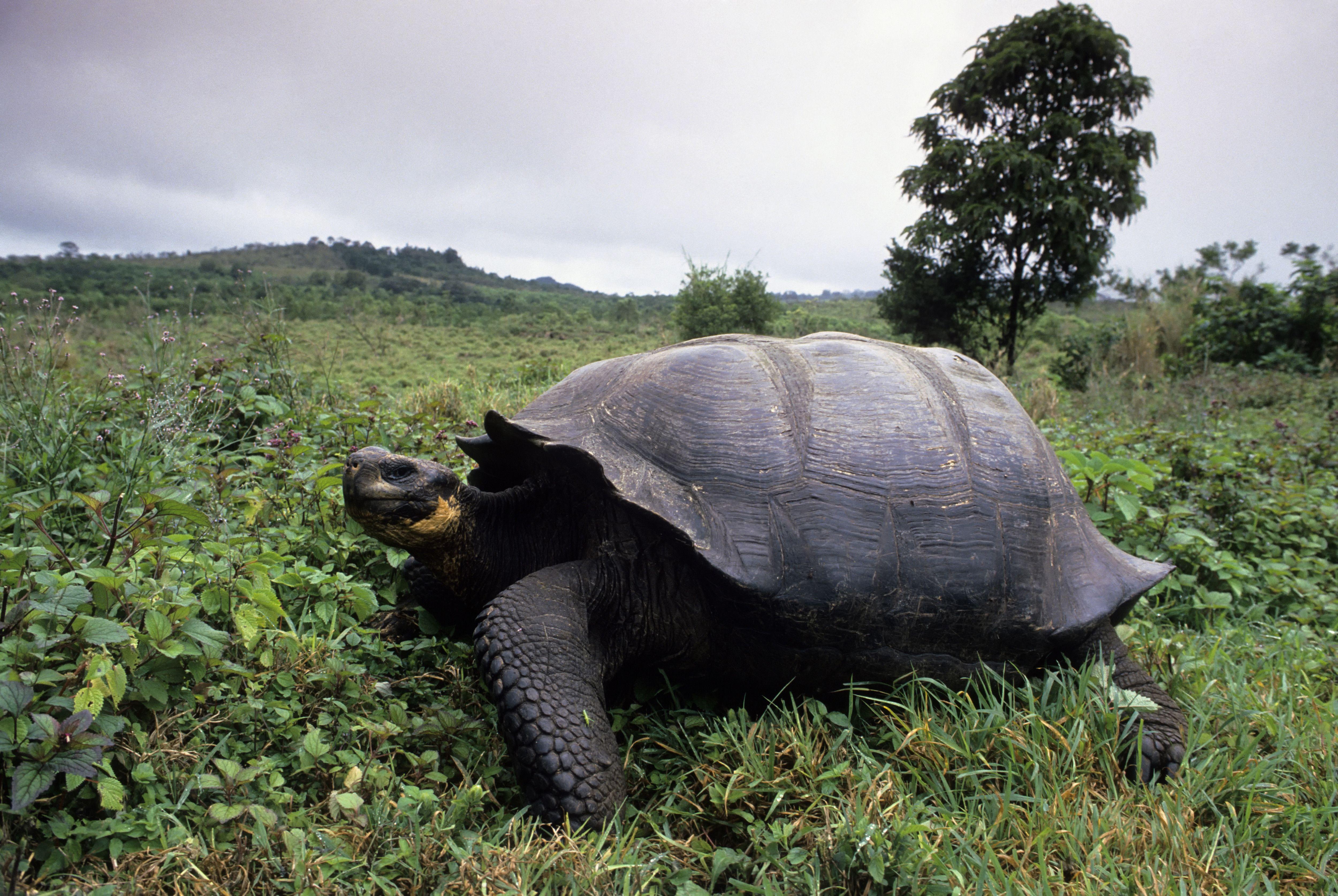 Galapagos Islands Tortoises Wallpapers Wallpaper Cave