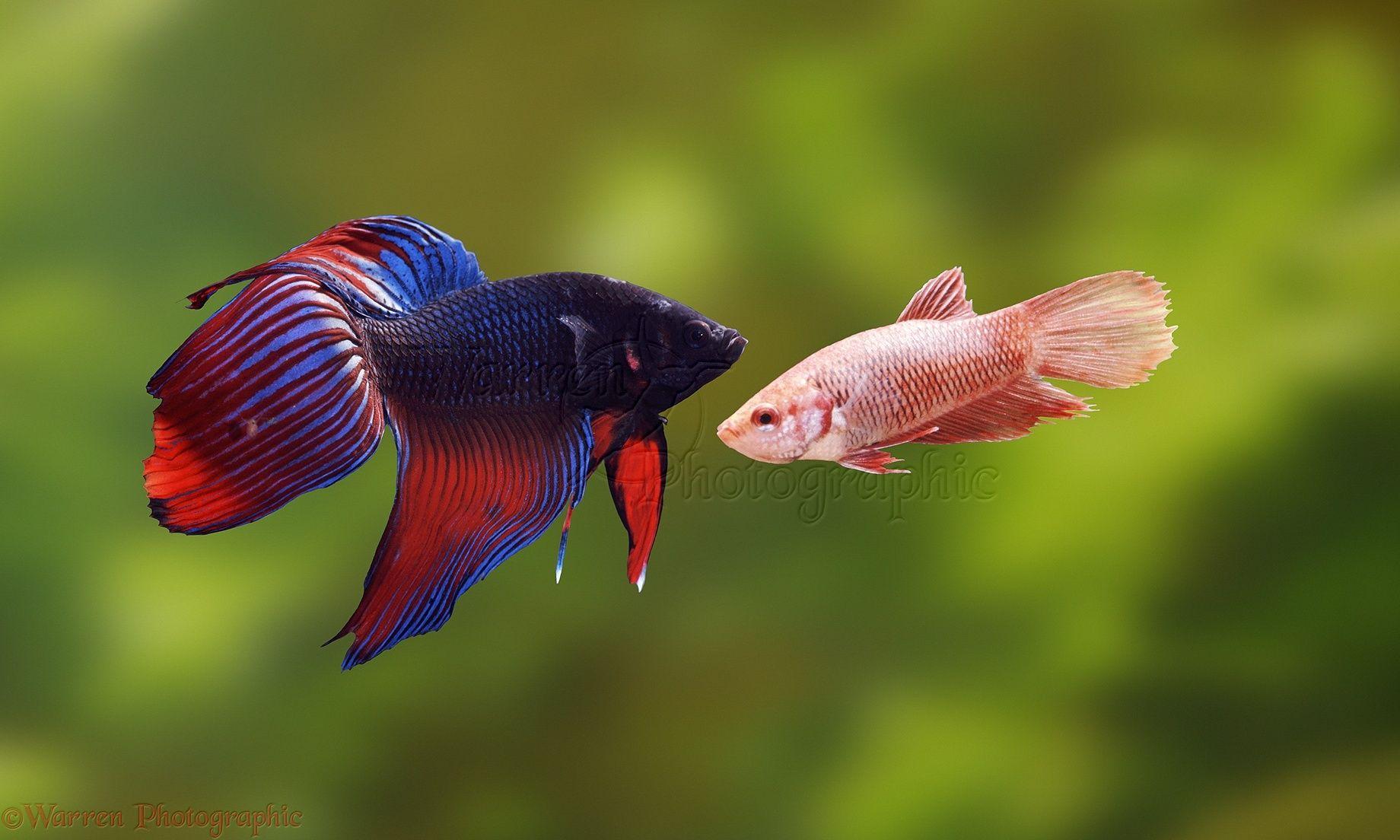 Siamese Fighting Fish Wallpapers Wallpaper Cave