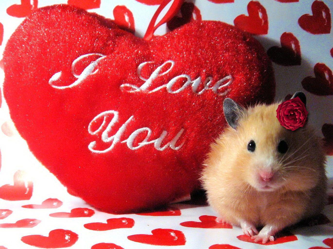 Cute Animal Valentines Wallpapers Wallpaper Cave