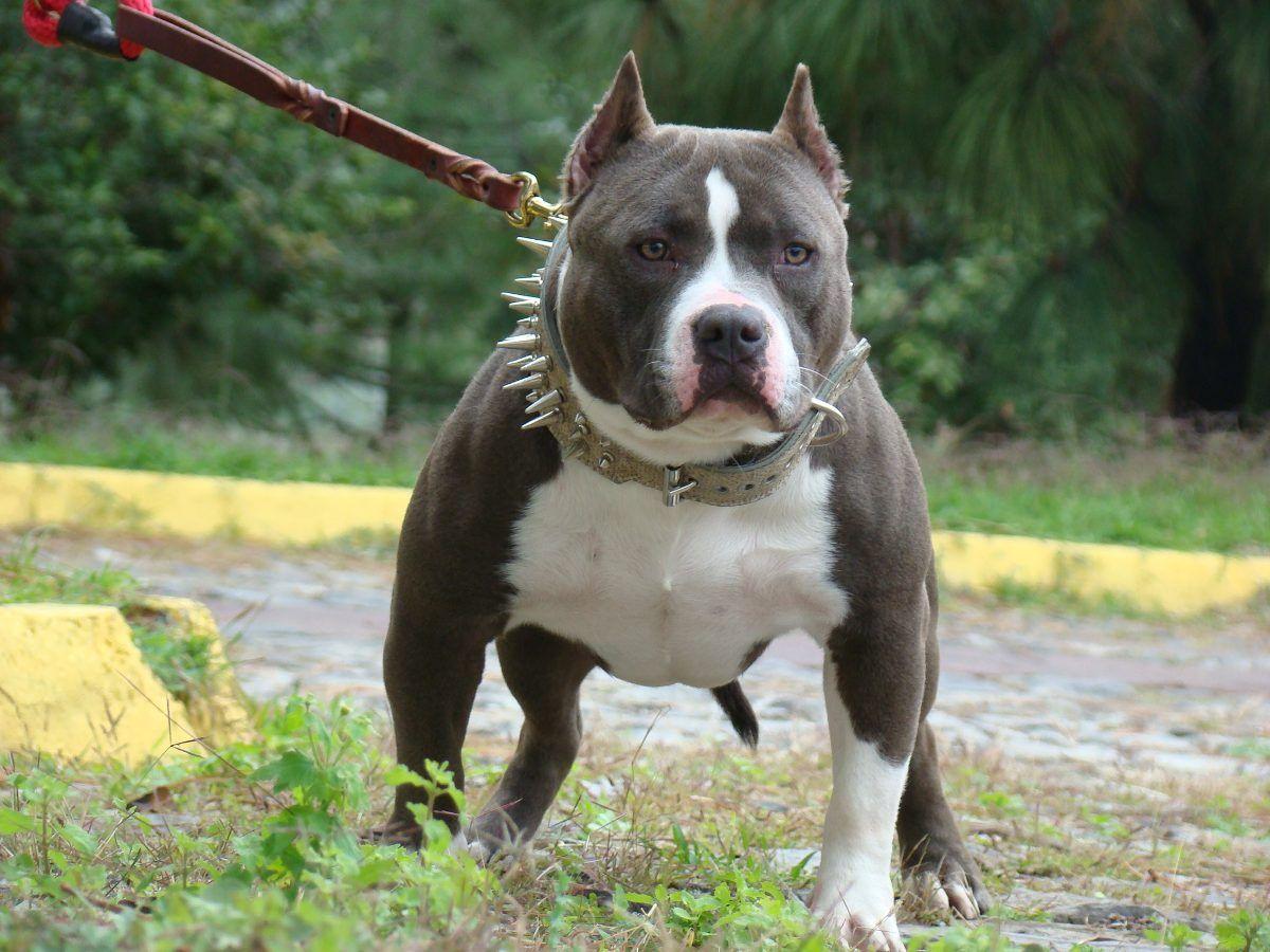 American Bully Wallpapers Wallpaper Cave