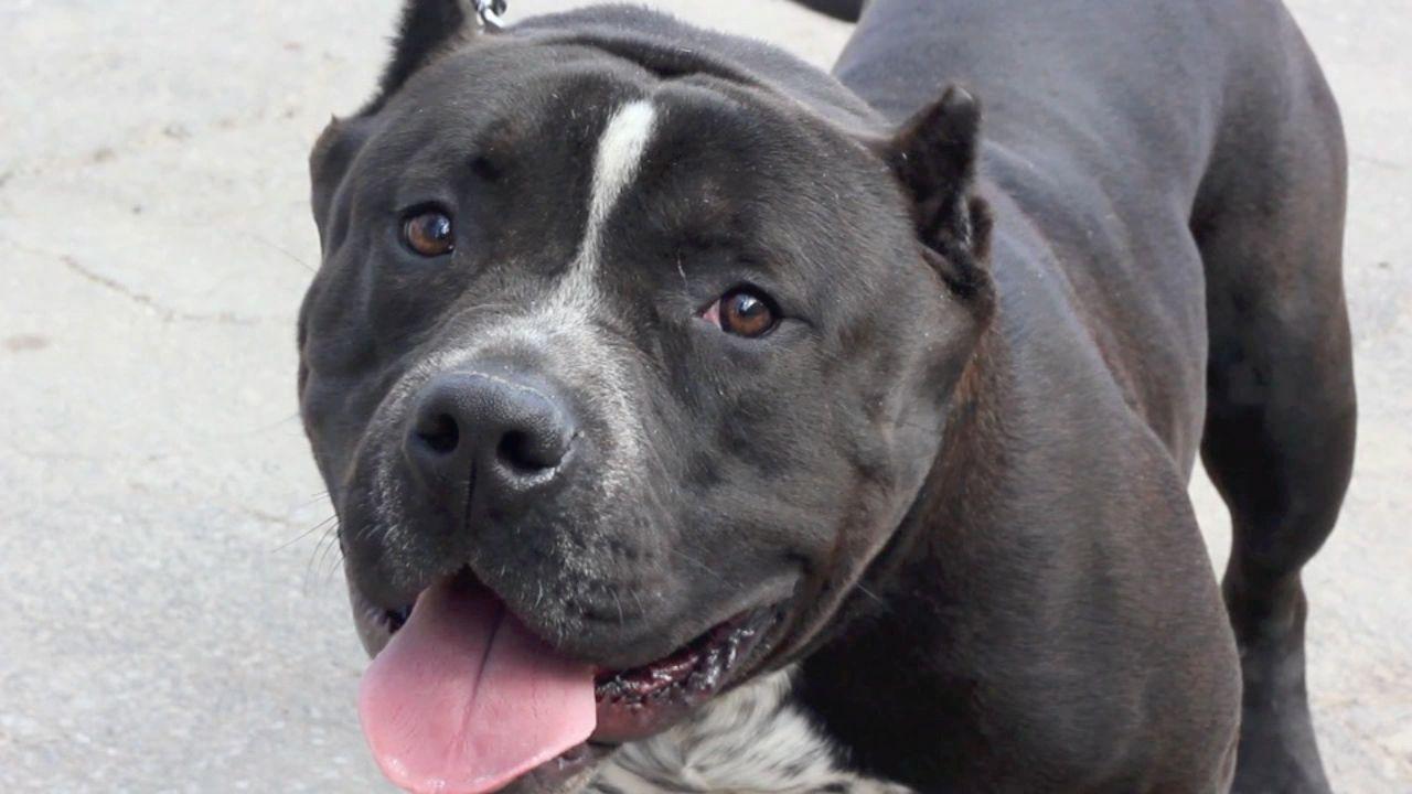 American Bully Wallpapers Wallpaper Cave