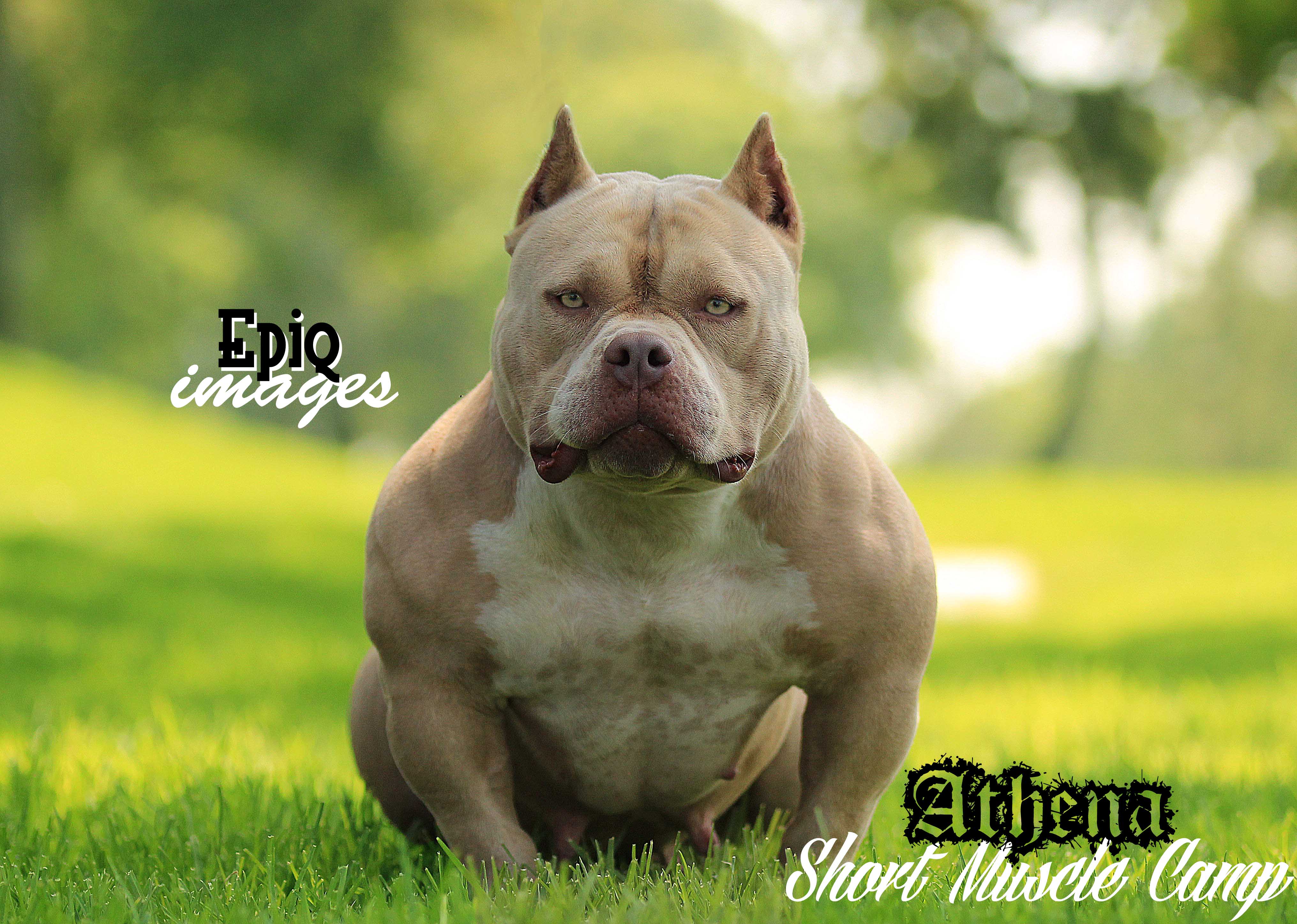 American Bully Wallpapers Wallpaper Cave Dog Breeds Picture