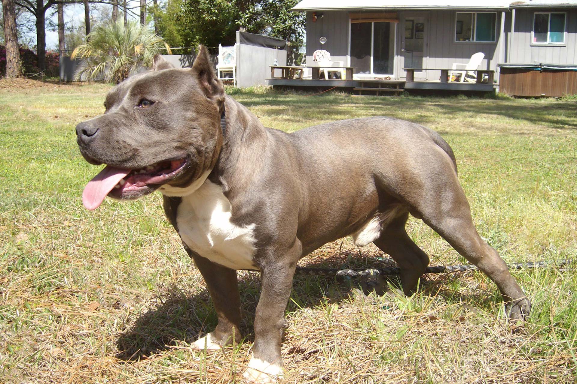 American Bully Wallpapers Wallpaper Cave