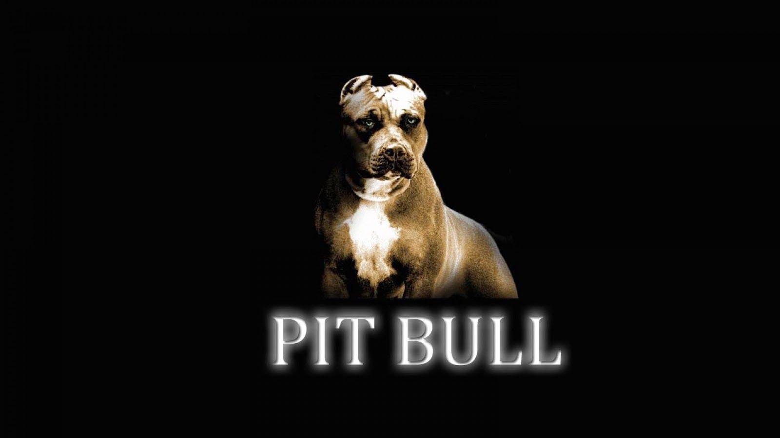 American Bully Wallpapers Wallpaper Cave