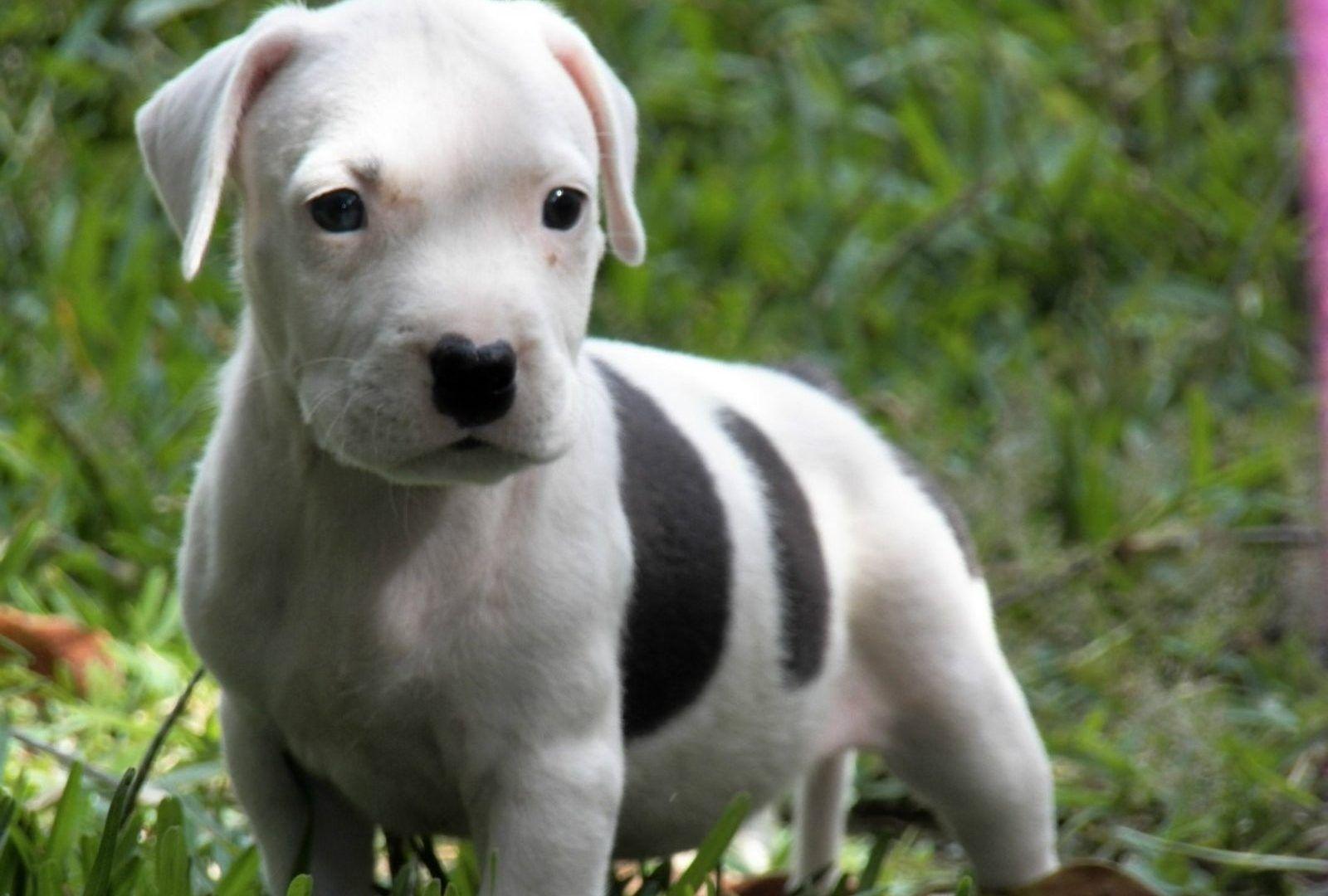 American Bully Wallpapers Wallpaper Cave