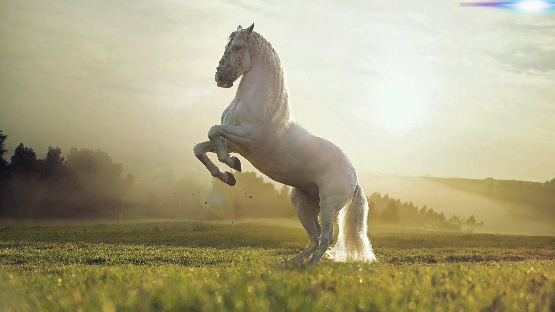 White Horses Wallpapers Wallpaper Cave