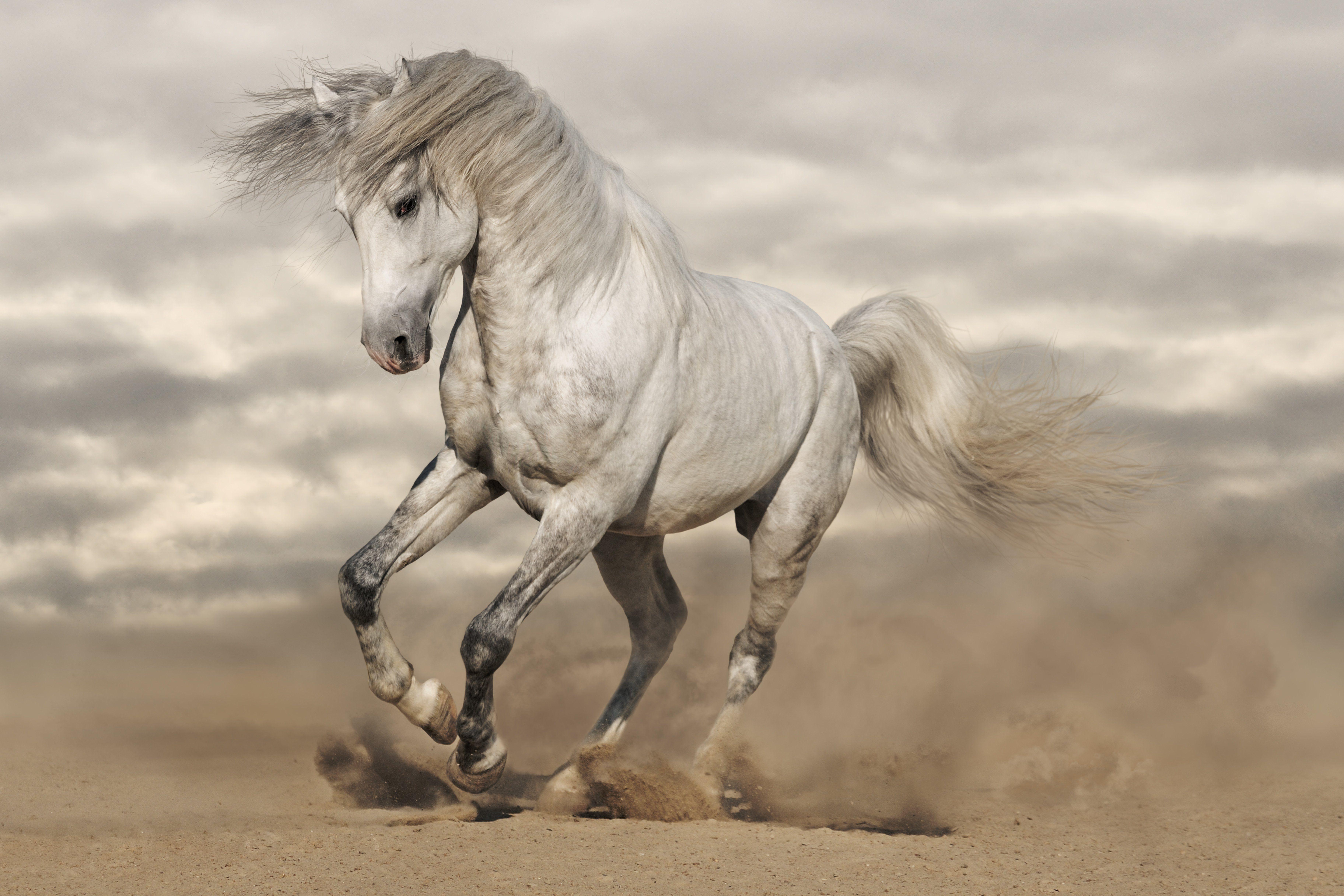 White Horses Wallpapers Wallpaper Cave