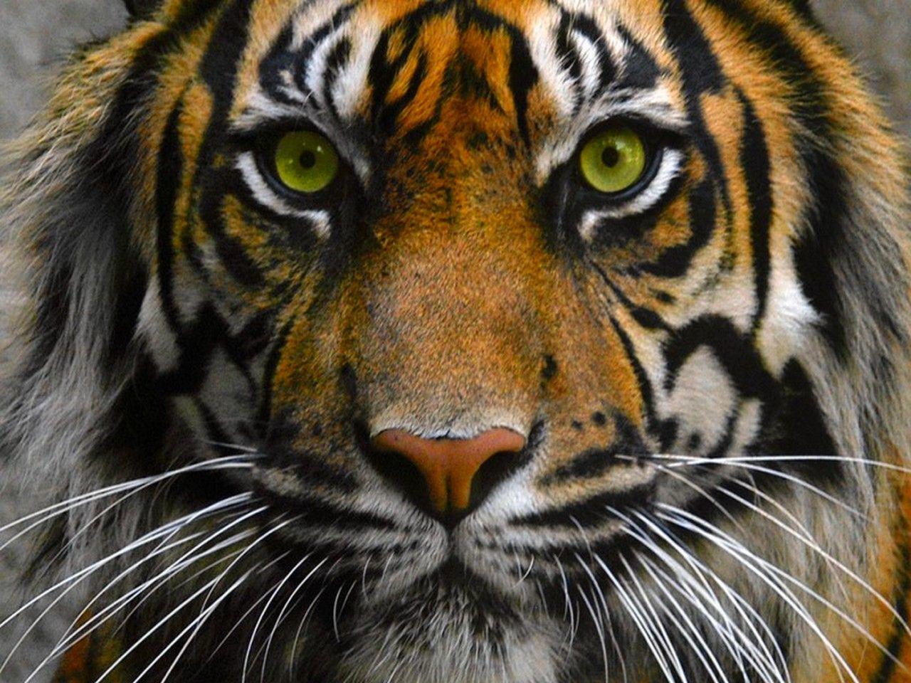 Tiger Eyes Hd
