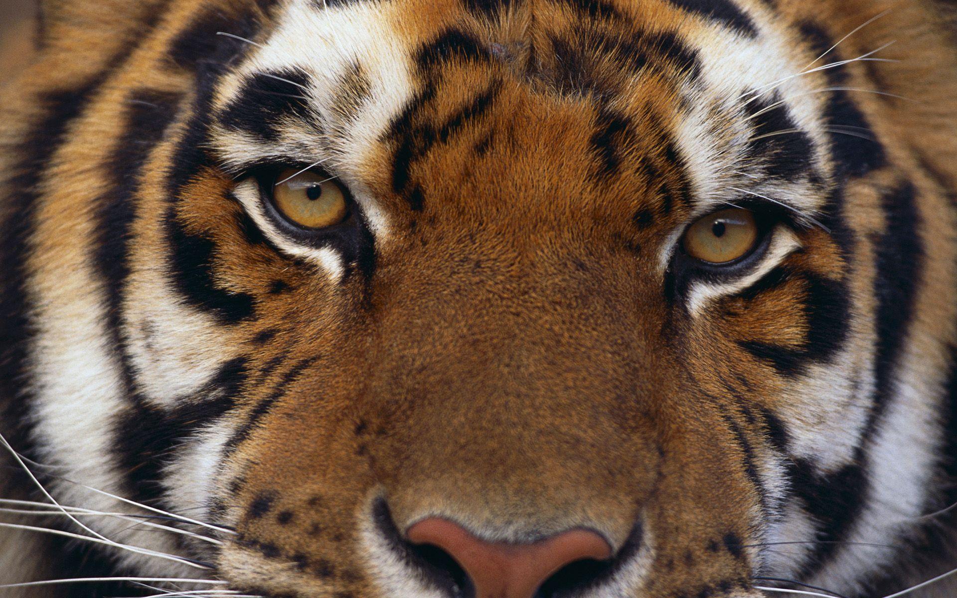 Angry Tiger Eyes Wallpapers Wallpaper Cave