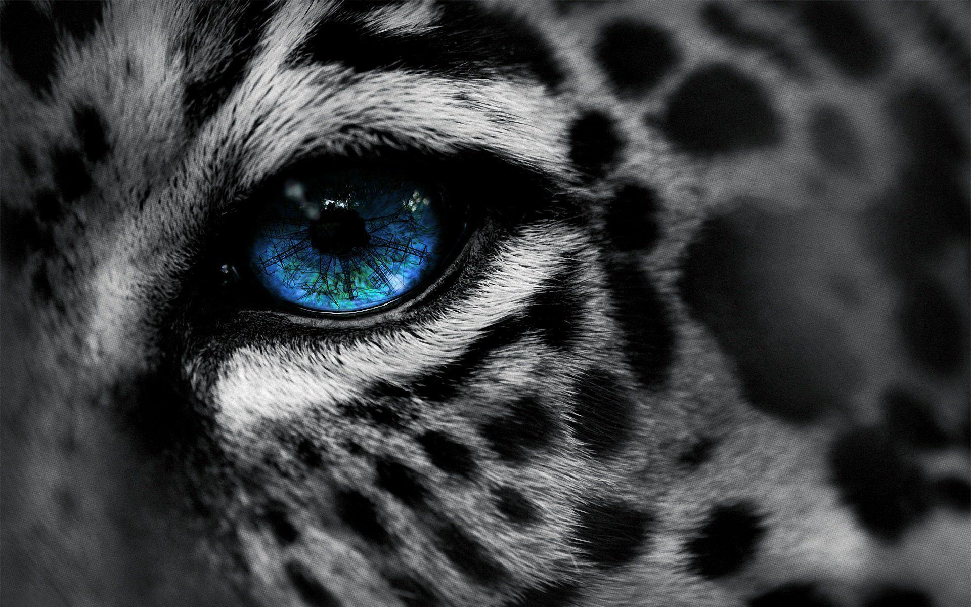 Angry Tiger Eyes Wallpapers Wallpaper Cave