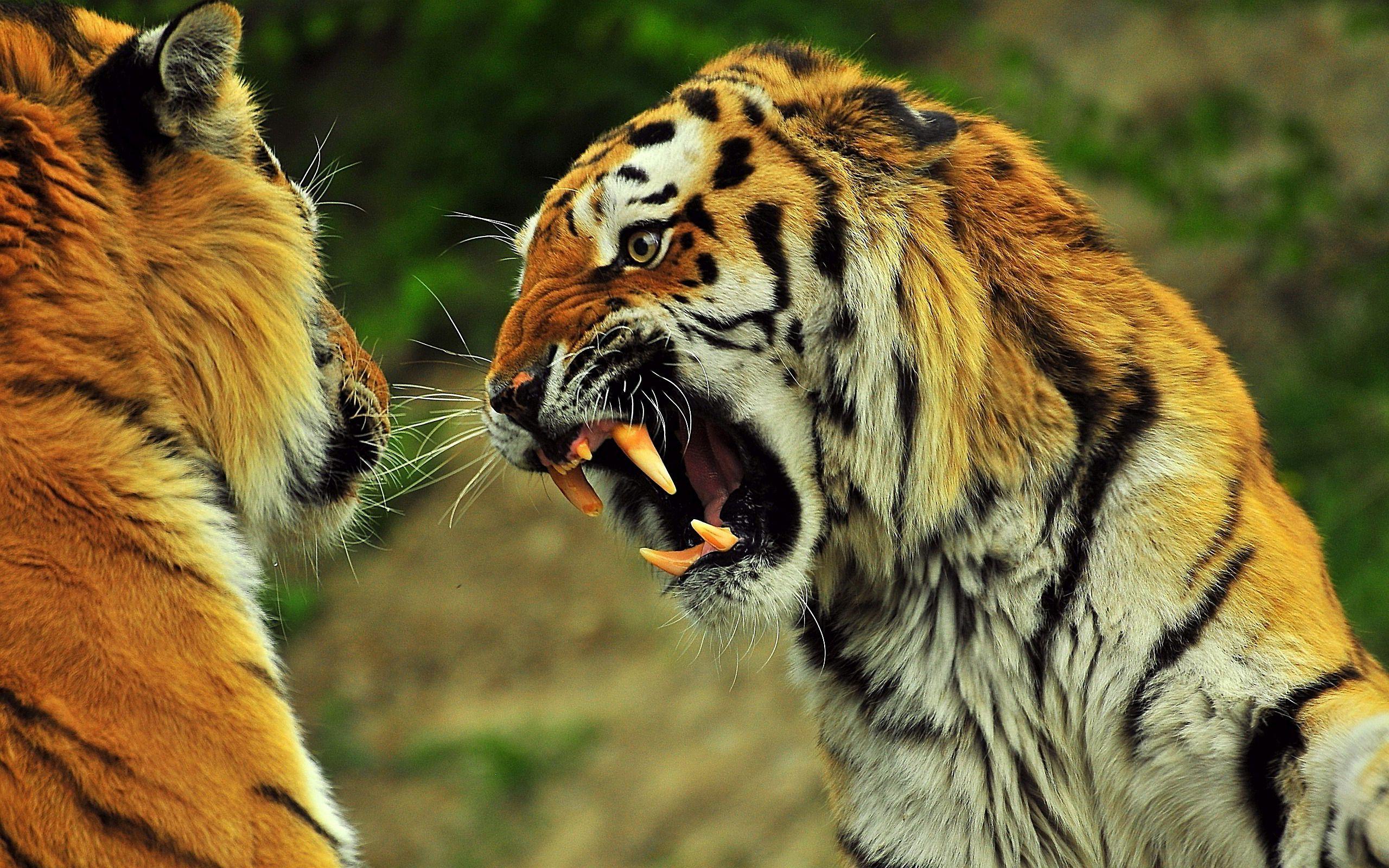 Angry Tiger Eyes Wallpapers Wallpaper Cave