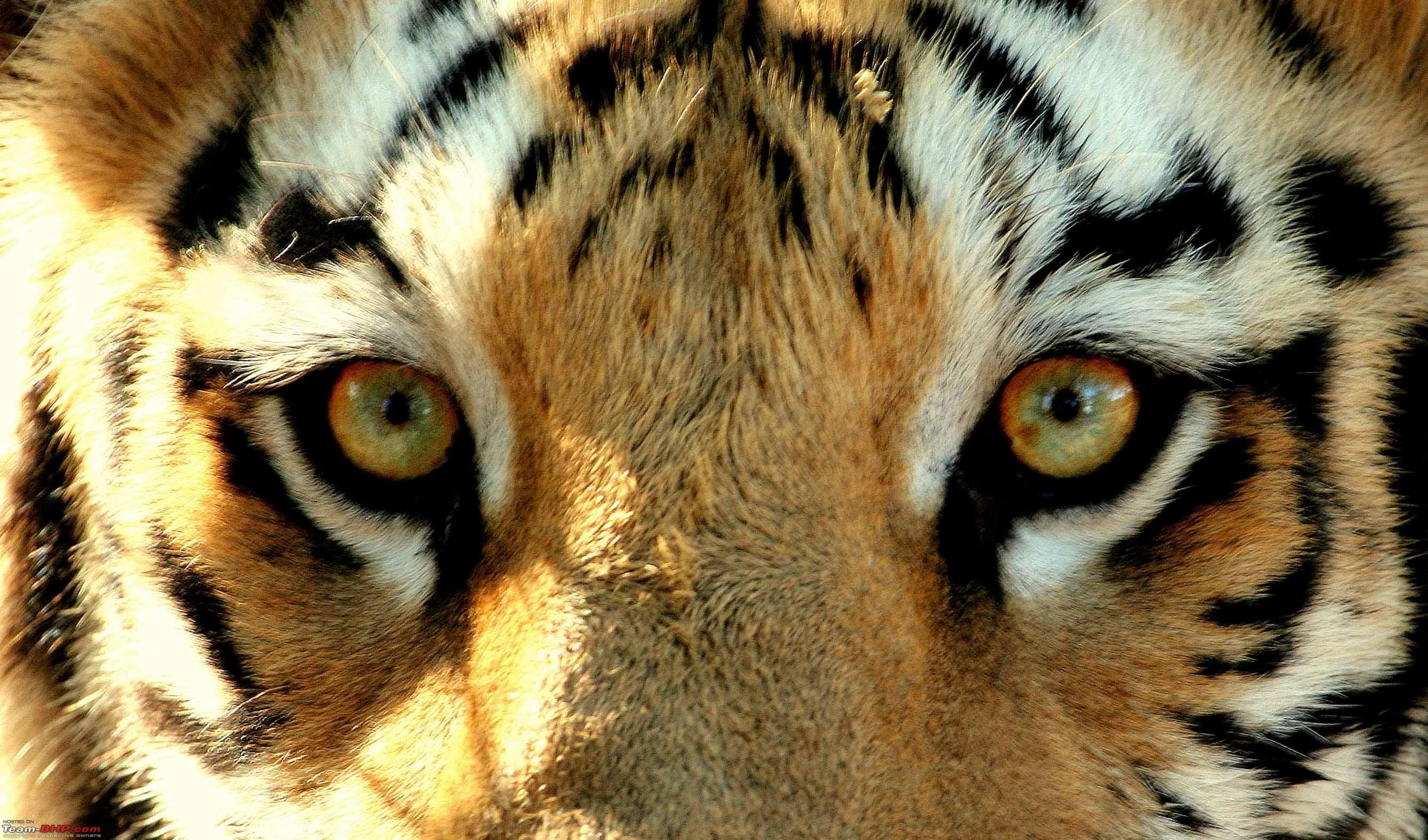 Angry Tiger Eyes Wallpapers Wallpaper Cave
